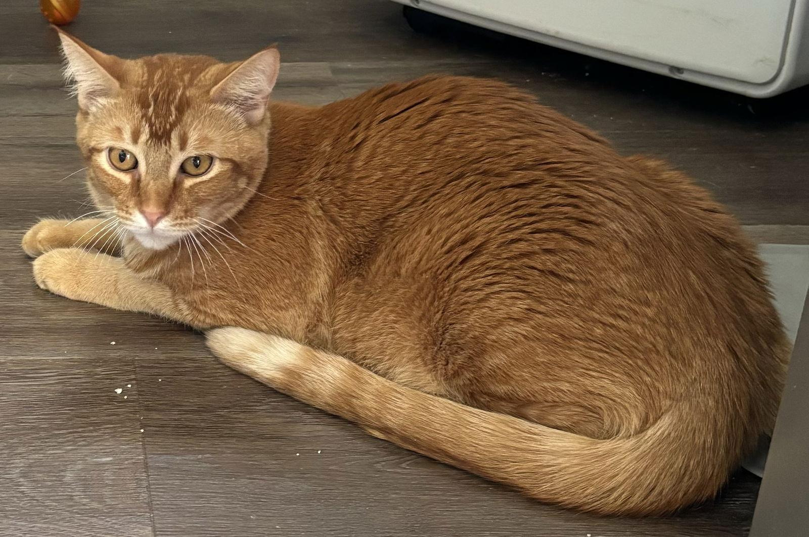 Carrot Cake, a Adoptable mixed breed in Vacaville, CA image 2/3