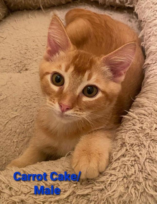 Carrot Cake, a Adoptable mixed breed in Vacaville, CA image 3/3