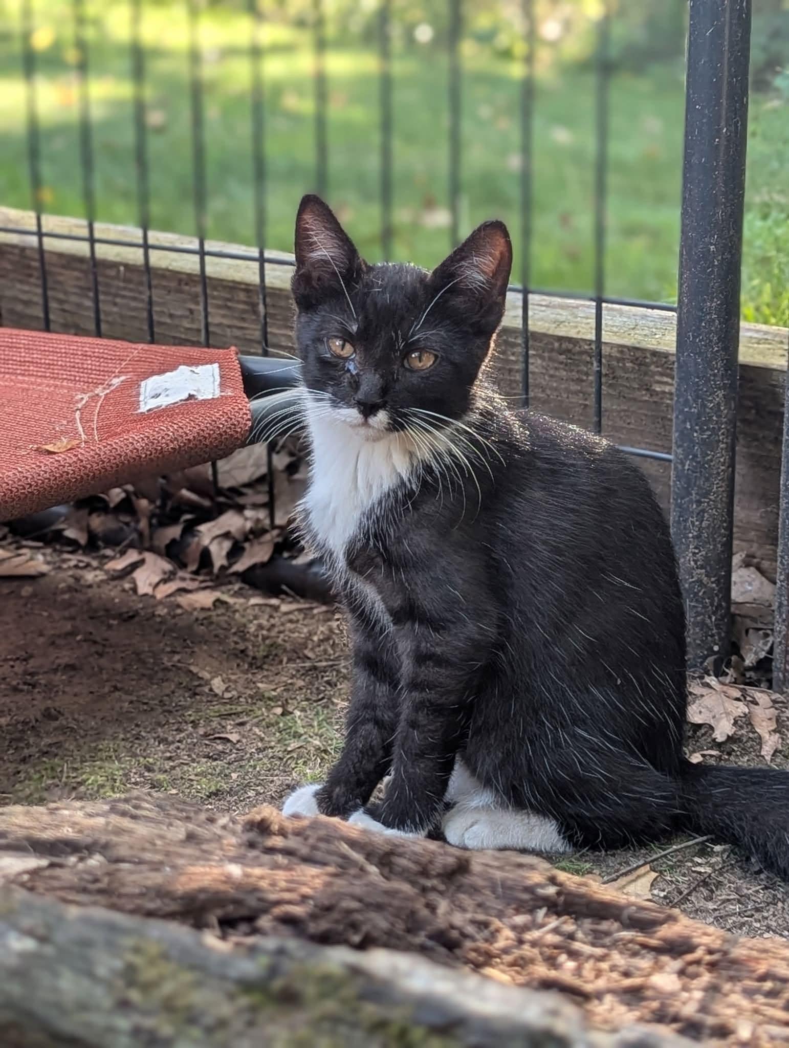 Nigel, Adoptable, Kitten Male Domestic Short Hair.