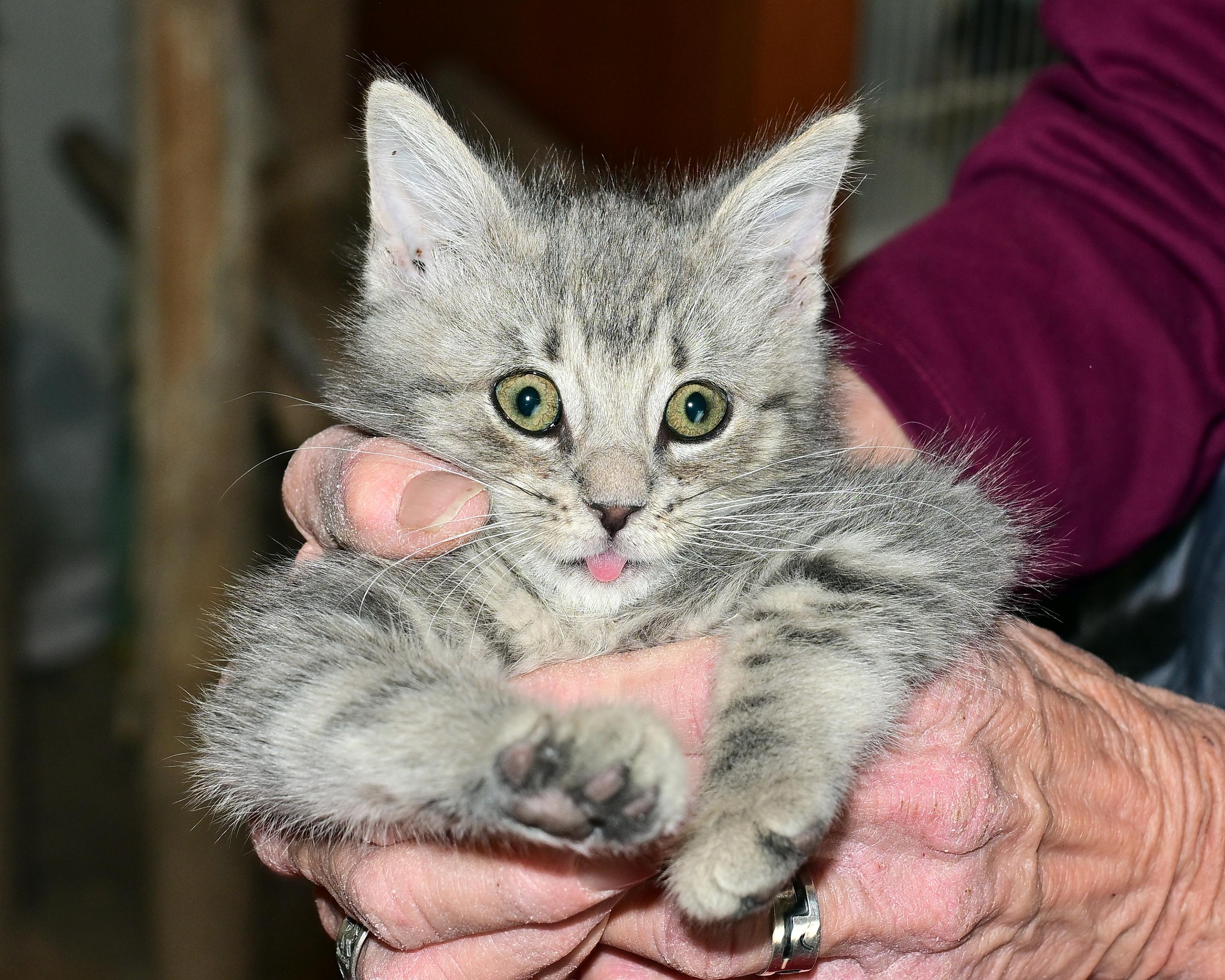 Enlarge Cassidy, a Adoptable Domestic Short Hair in Corrales, NM image 1/2