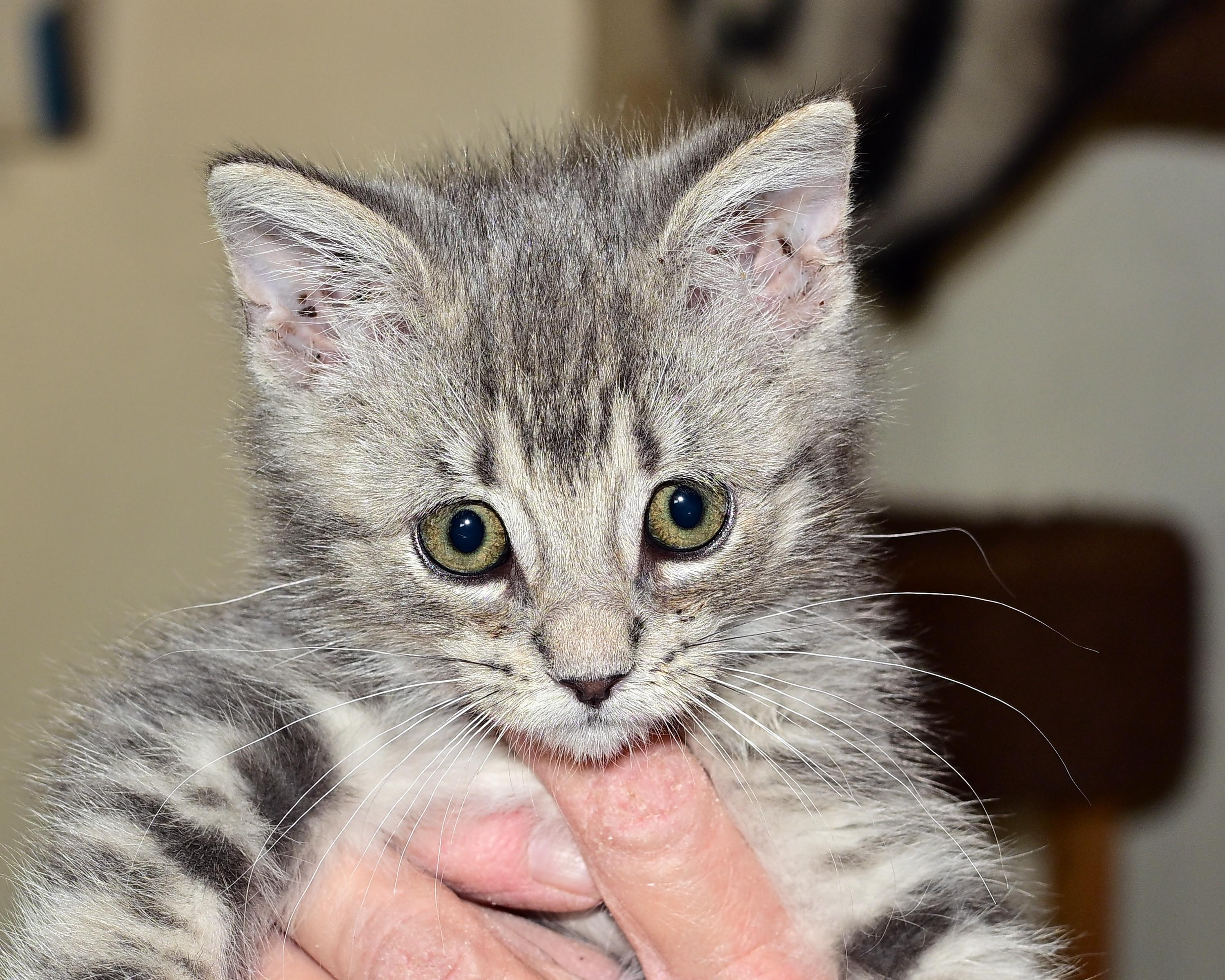 Enlarge Cassidy, a Adoptable Domestic Short Hair in Corrales, NM image 2/2