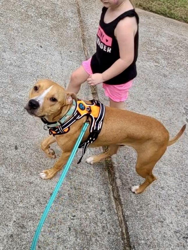 Violet, Adopted, Young Female Pit Bull Terrier.