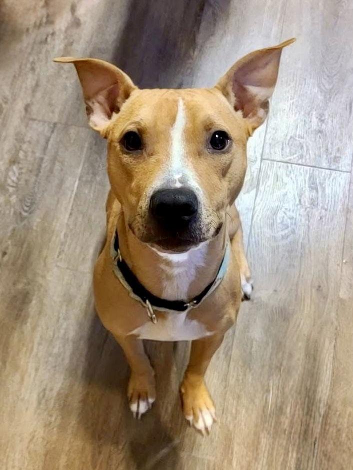 Violet, a Adopted Pit Bull Terrier in Charlotte, NC image 2/3