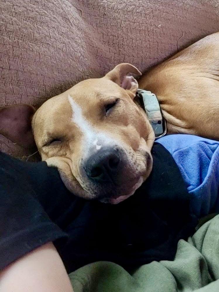 Violet, a Adopted Pit Bull Terrier in Charlotte, NC image 3/3