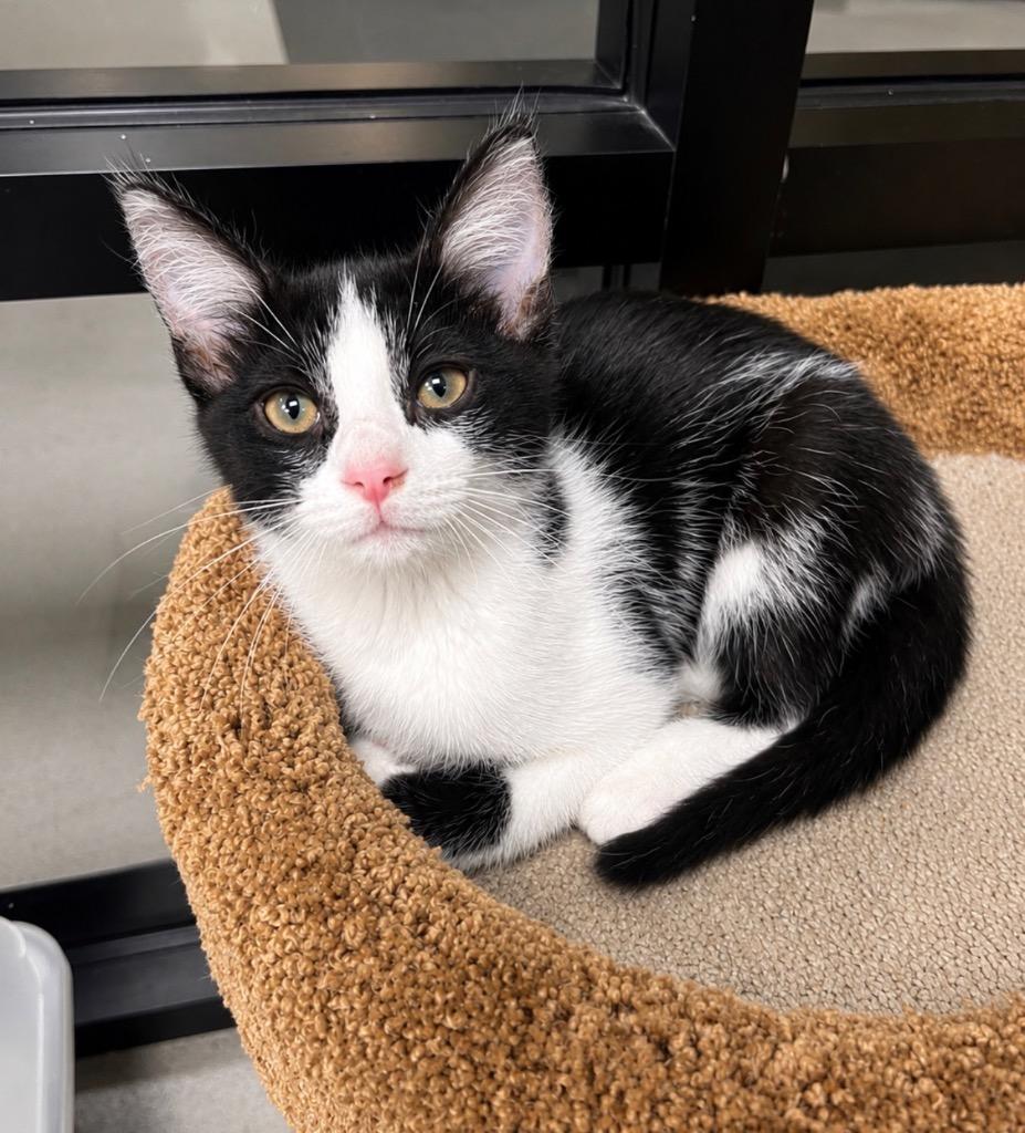 Enlarge Quora, a Adoptable mixed breed in Greeneville, TN image 1/1