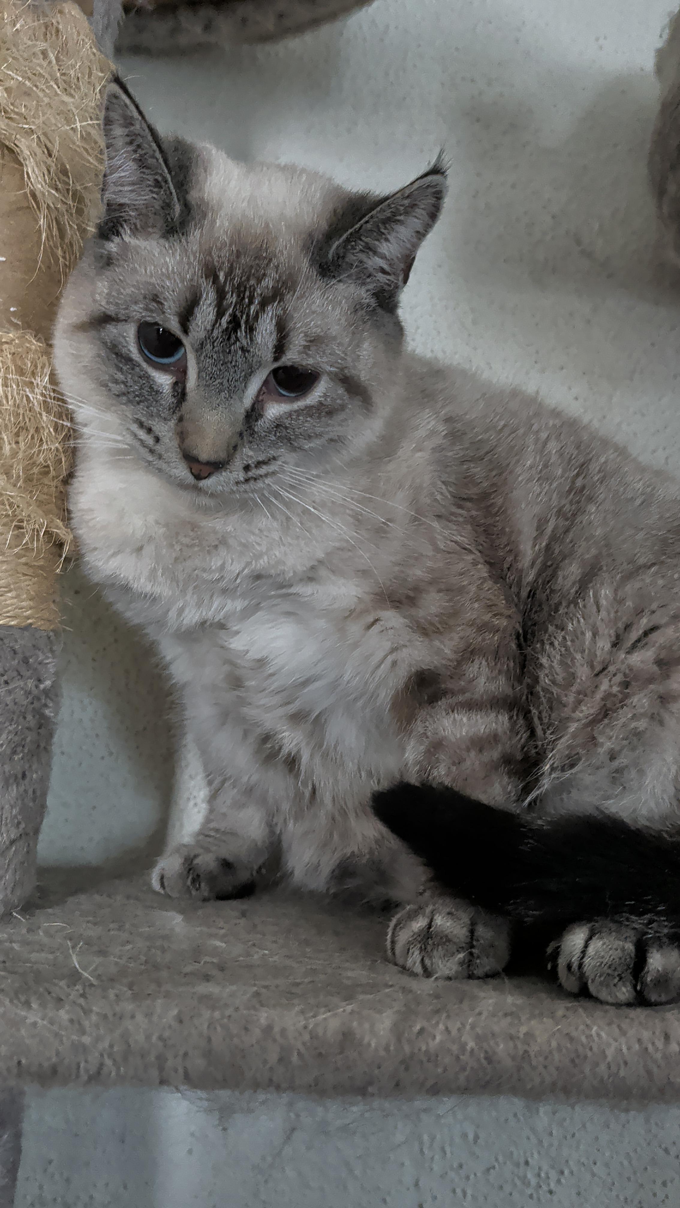 Sesame , a Adoptable mixed breed in Brainerd, MN image 4/5