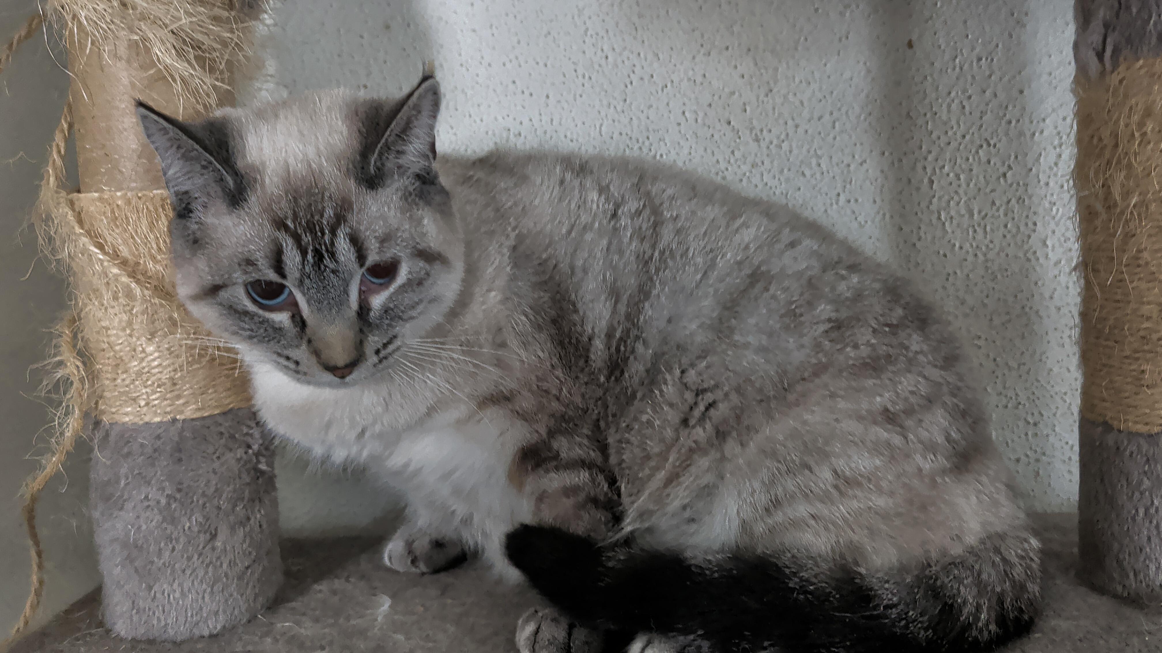 Sesame , a Adoptable mixed breed in Brainerd, MN image 2/5