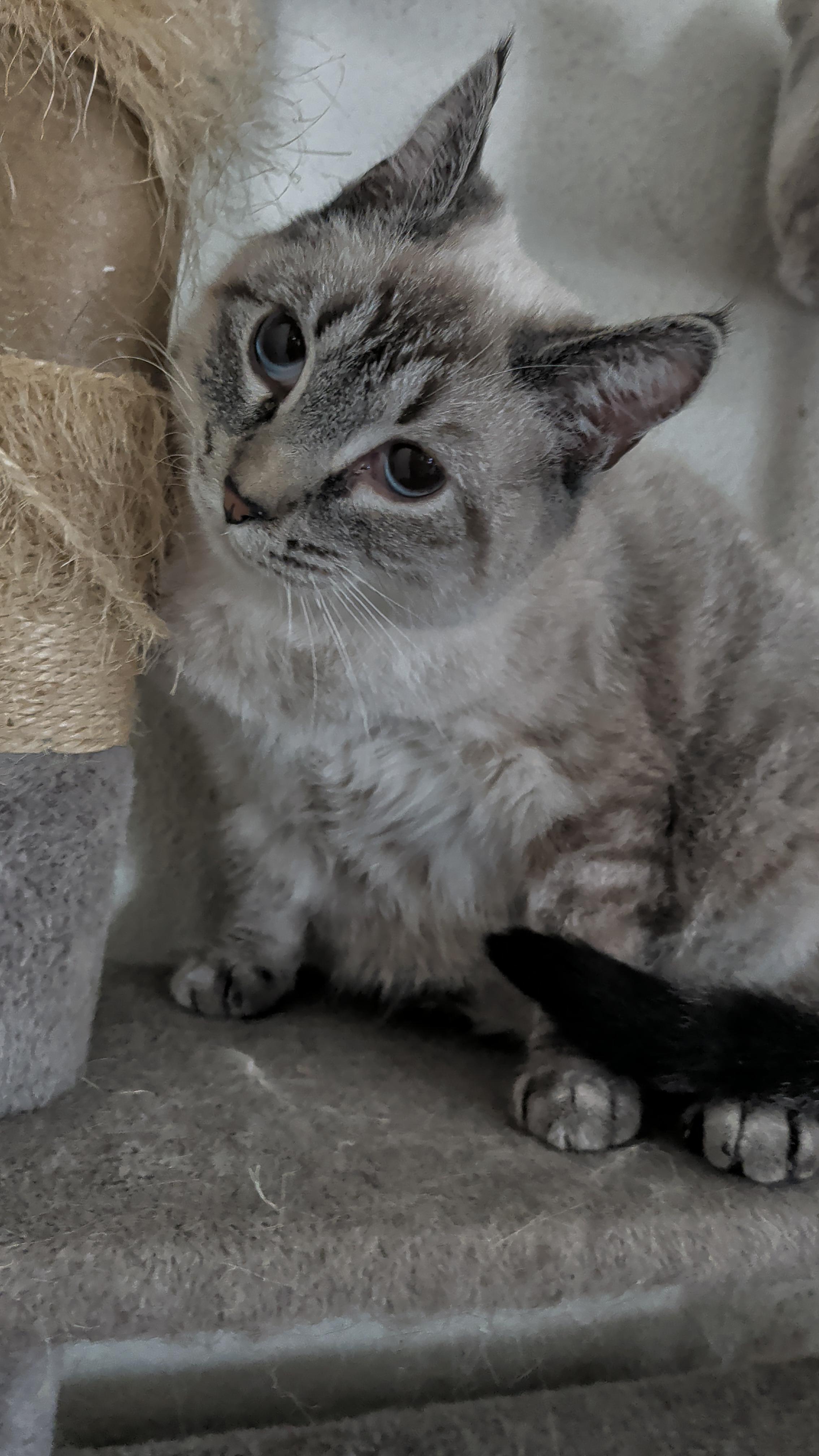 Sesame , a Adoptable mixed breed in Brainerd, MN image 5/5