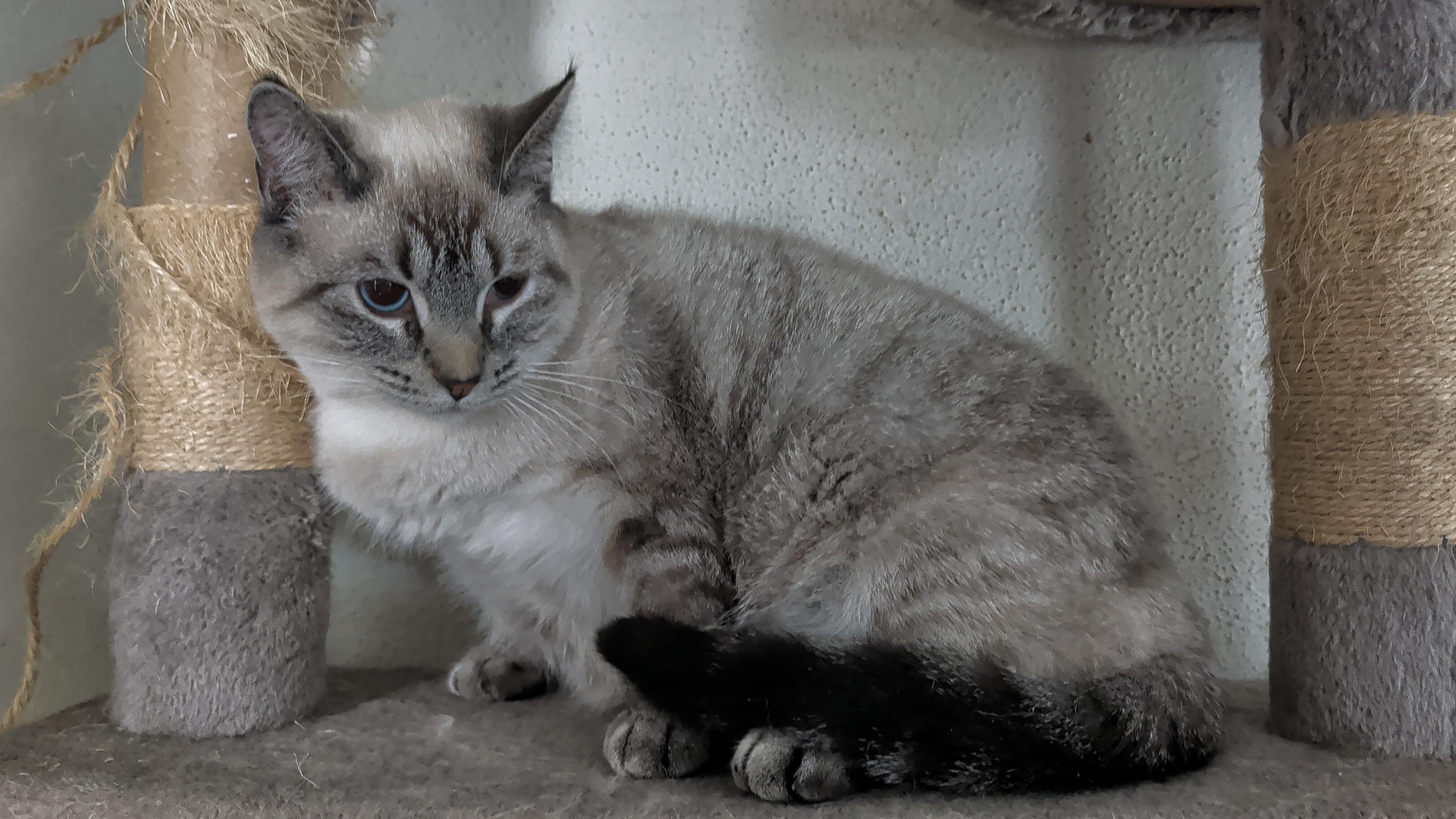 Sesame , a Adoptable mixed breed in Brainerd, MN image 3/5