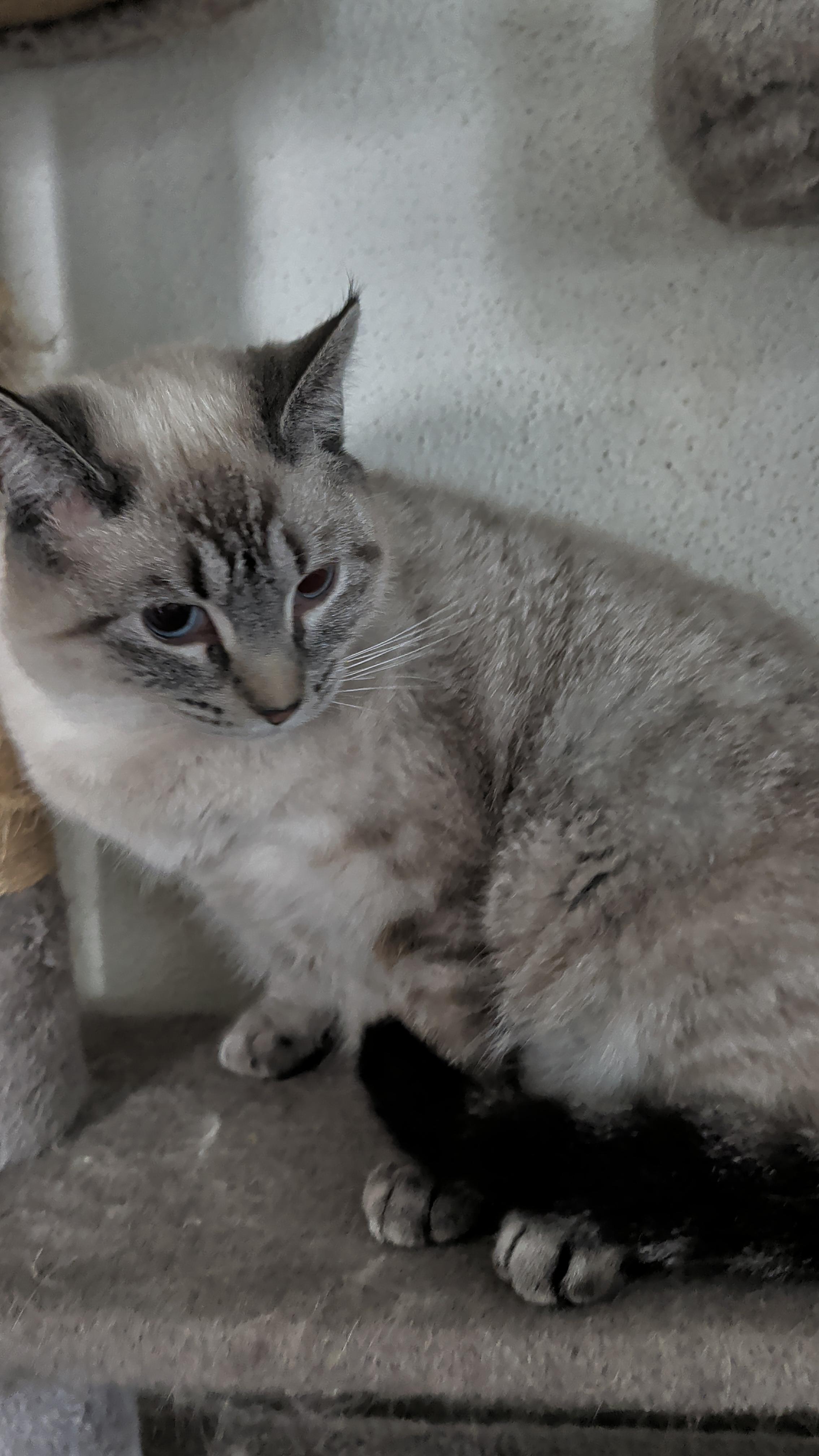 Sesame , Adoptable, Adult Female Siamese.
