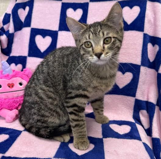 Clark, an adopted Domestic Short Hair in Andover, MN image 1/6