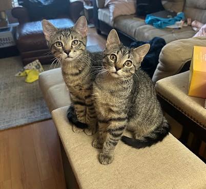 Clark, an adopted Domestic Short Hair in Andover, MN image 2/6