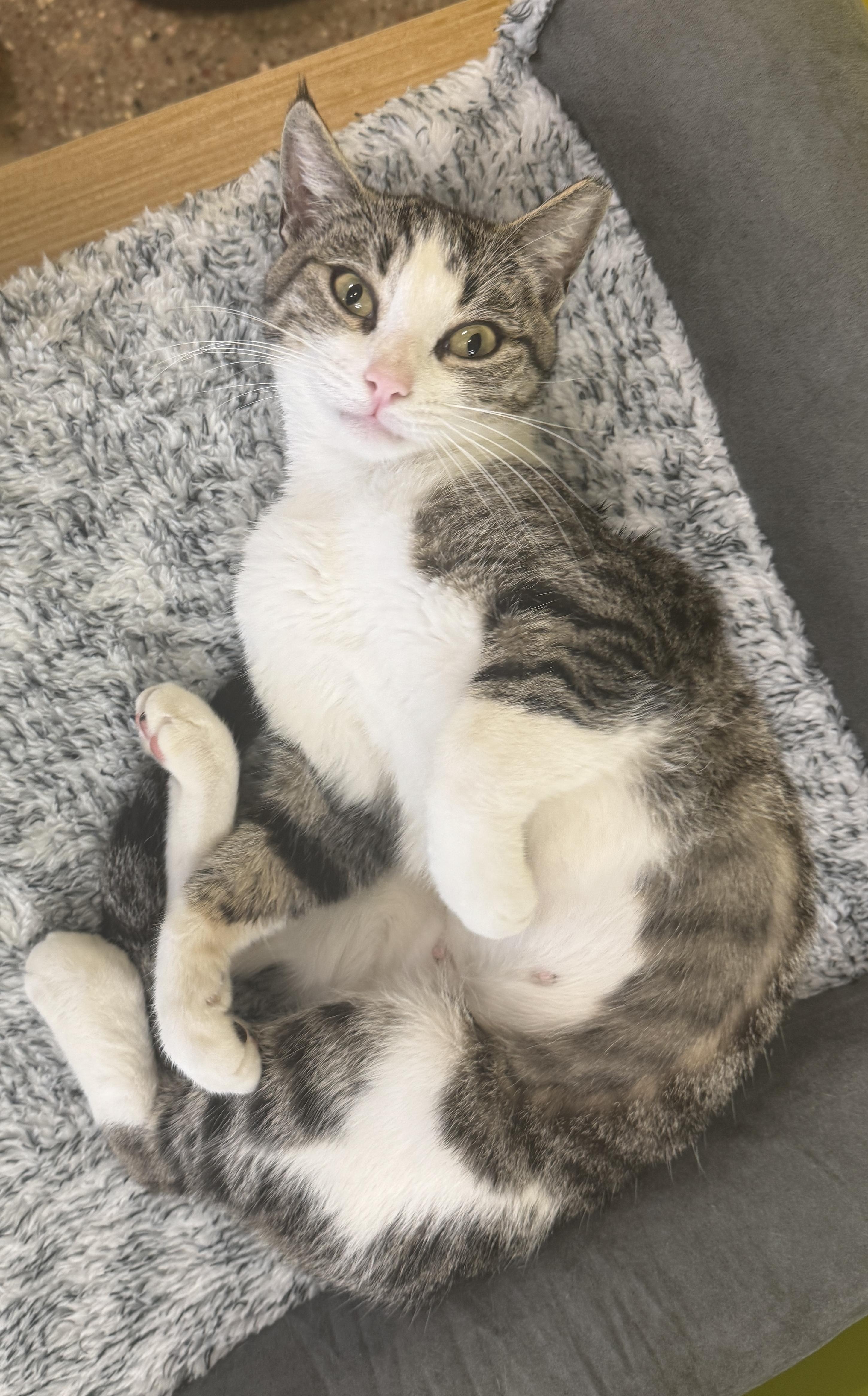 Enlarge Zoey (your sous chef), an adoptable Domestic Short Hair in Houston, TX image 1/6