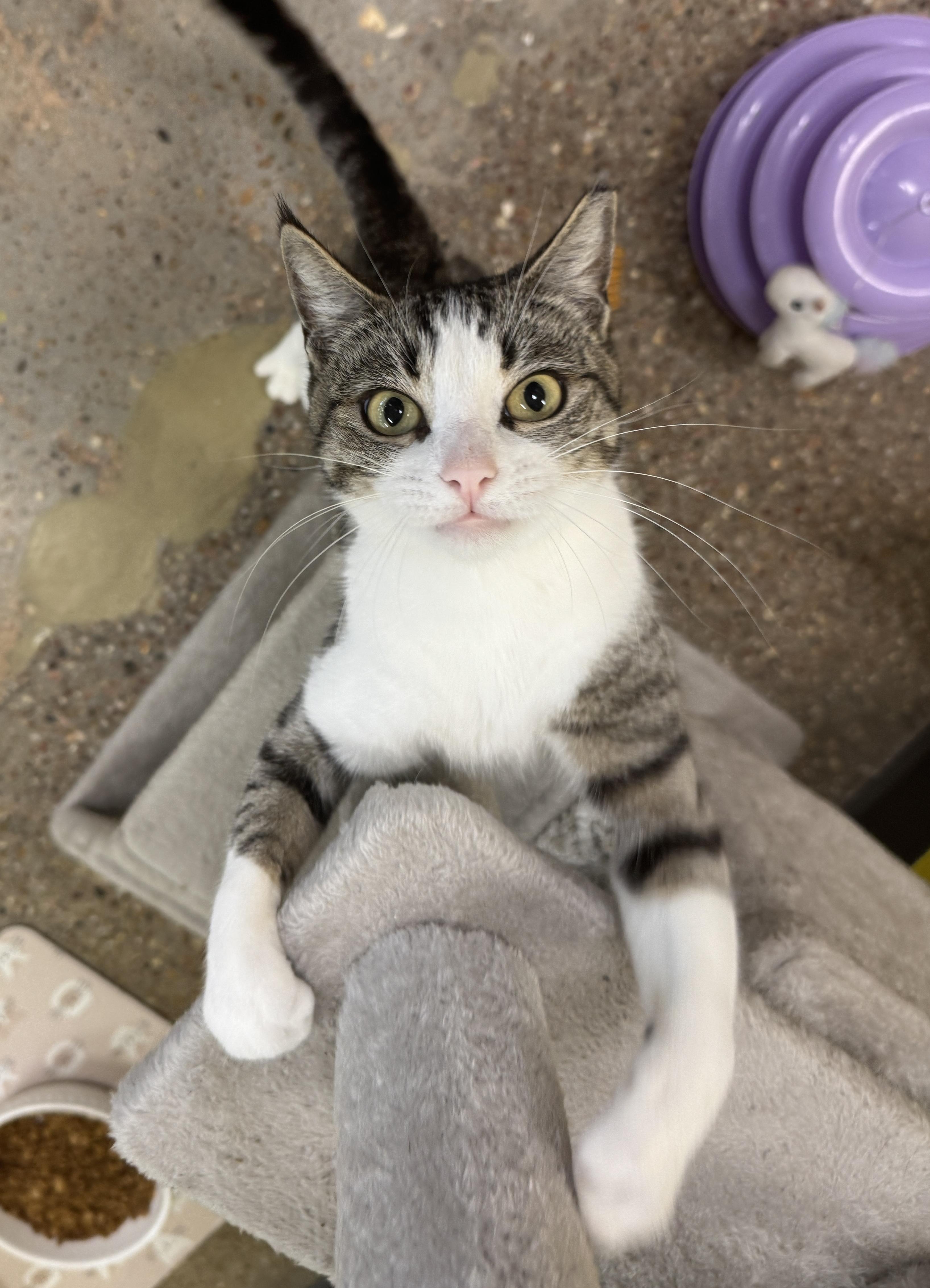 Enlarge Zoey (your sous chef), an adoptable Domestic Short Hair in Houston, TX image 4/6