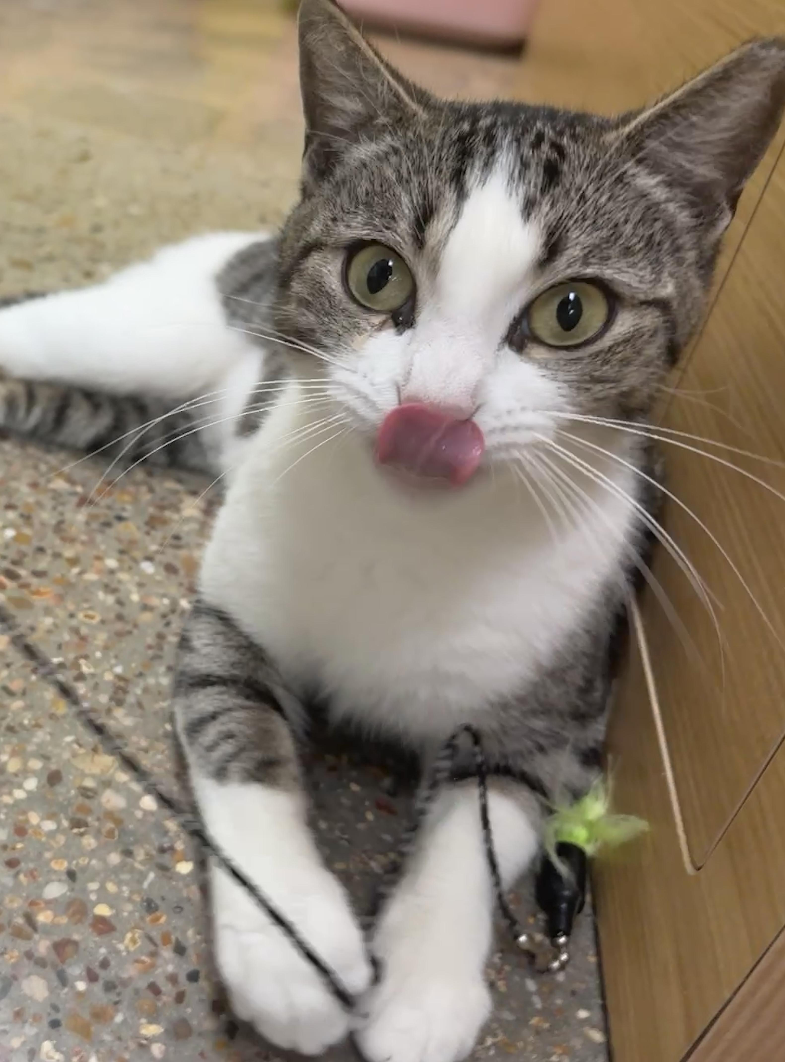 Enlarge Zoey (your sous chef), an adoptable Domestic Short Hair in Houston, TX image 3/6