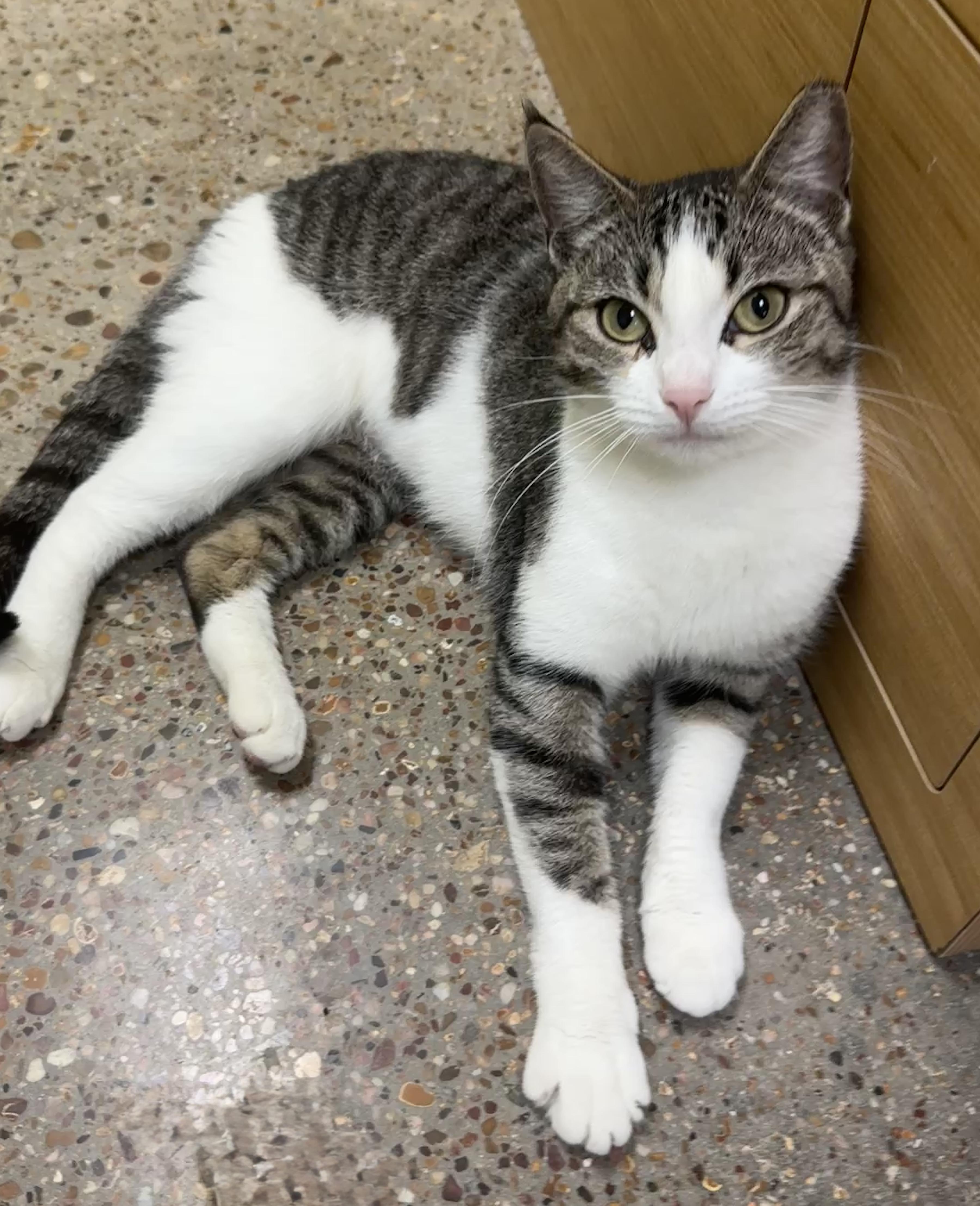 Enlarge Zoey (your sous chef), an adoptable Domestic Short Hair in Houston, TX image 2/6