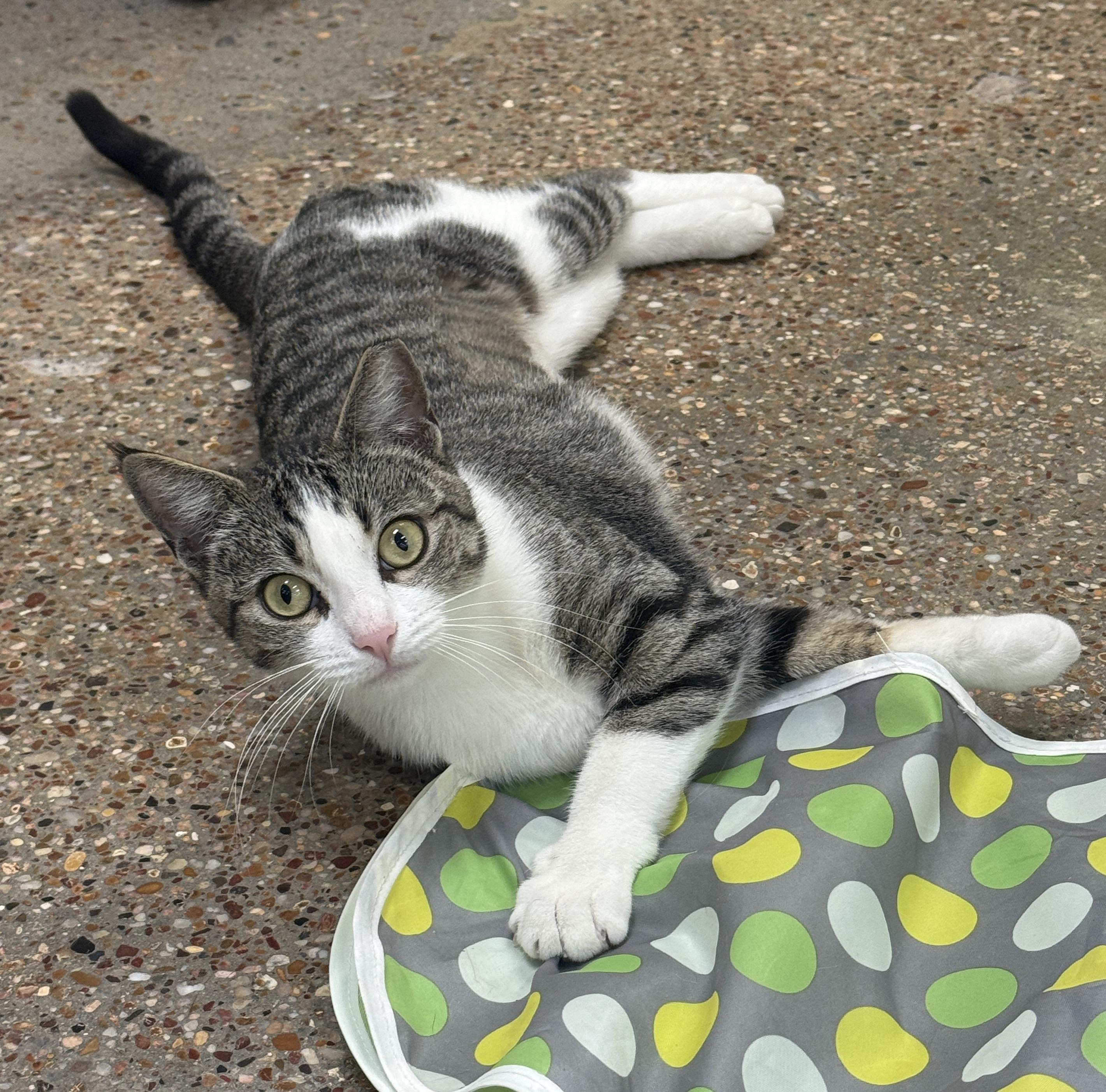 Enlarge Zoey (your sous chef), an adoptable Domestic Short Hair in Houston, TX image 6/6