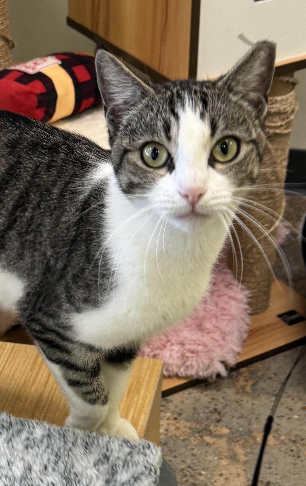 Enlarge Zoey (your sous chef), an adoptable Domestic Short Hair in Houston, TX image 5/6