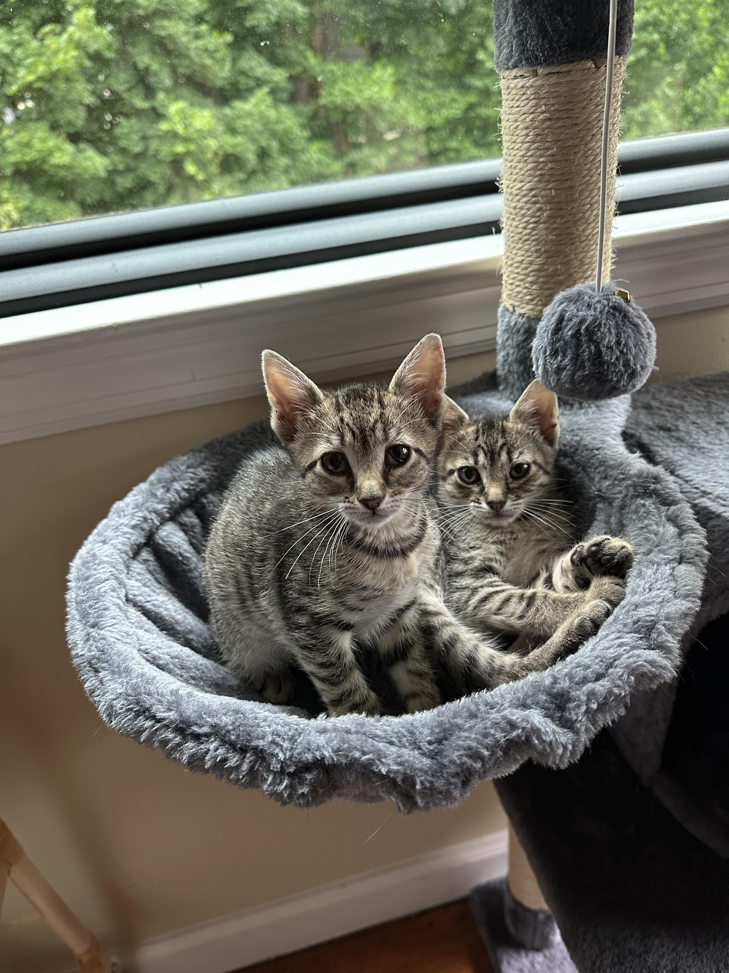 Enlarge Enoki and Porcini, an adopted Domestic Short Hair in Clark, NJ image 1/4