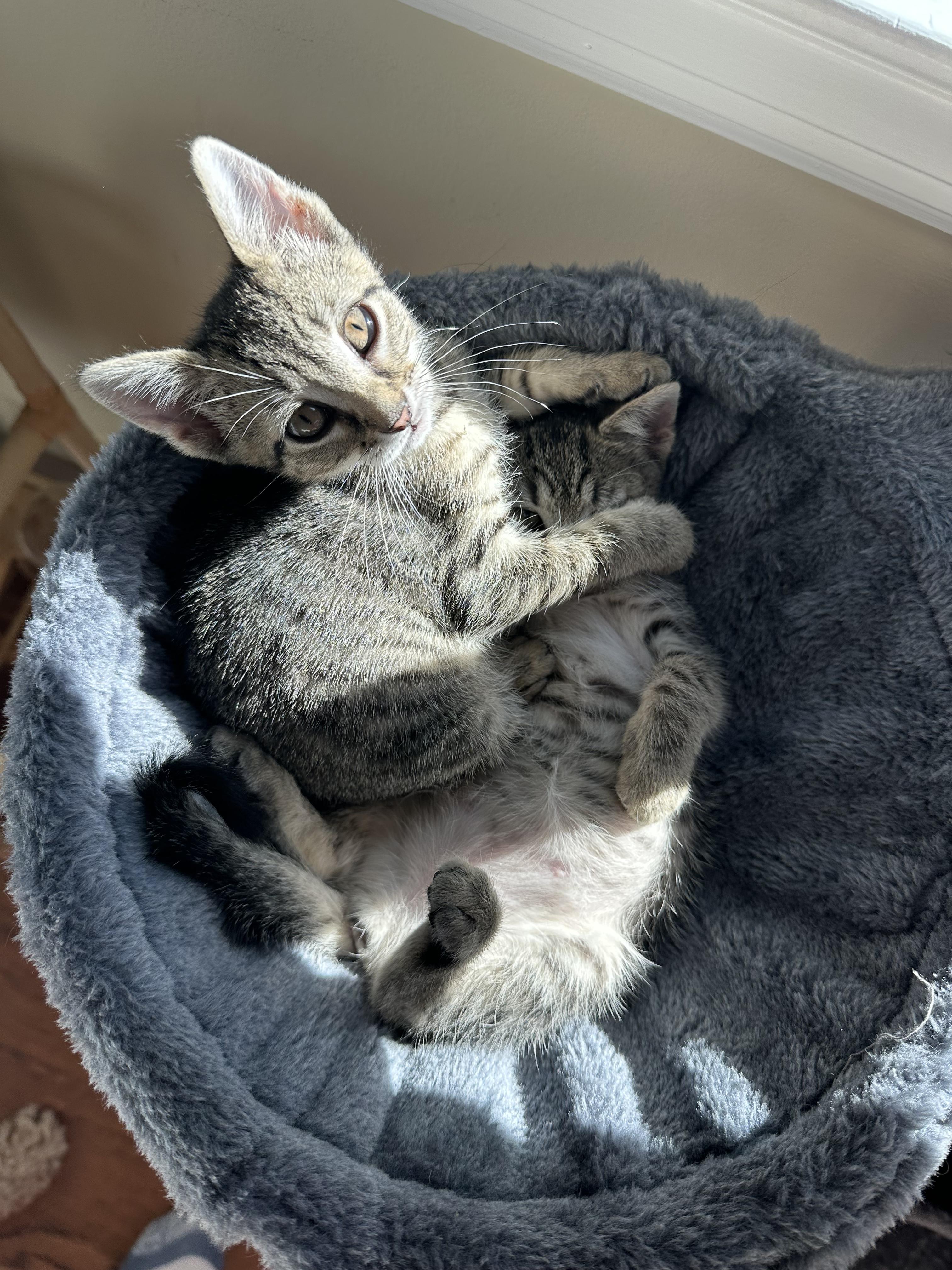Enlarge Enoki and Porcini, an adopted Domestic Short Hair in Clark, NJ image 3/4