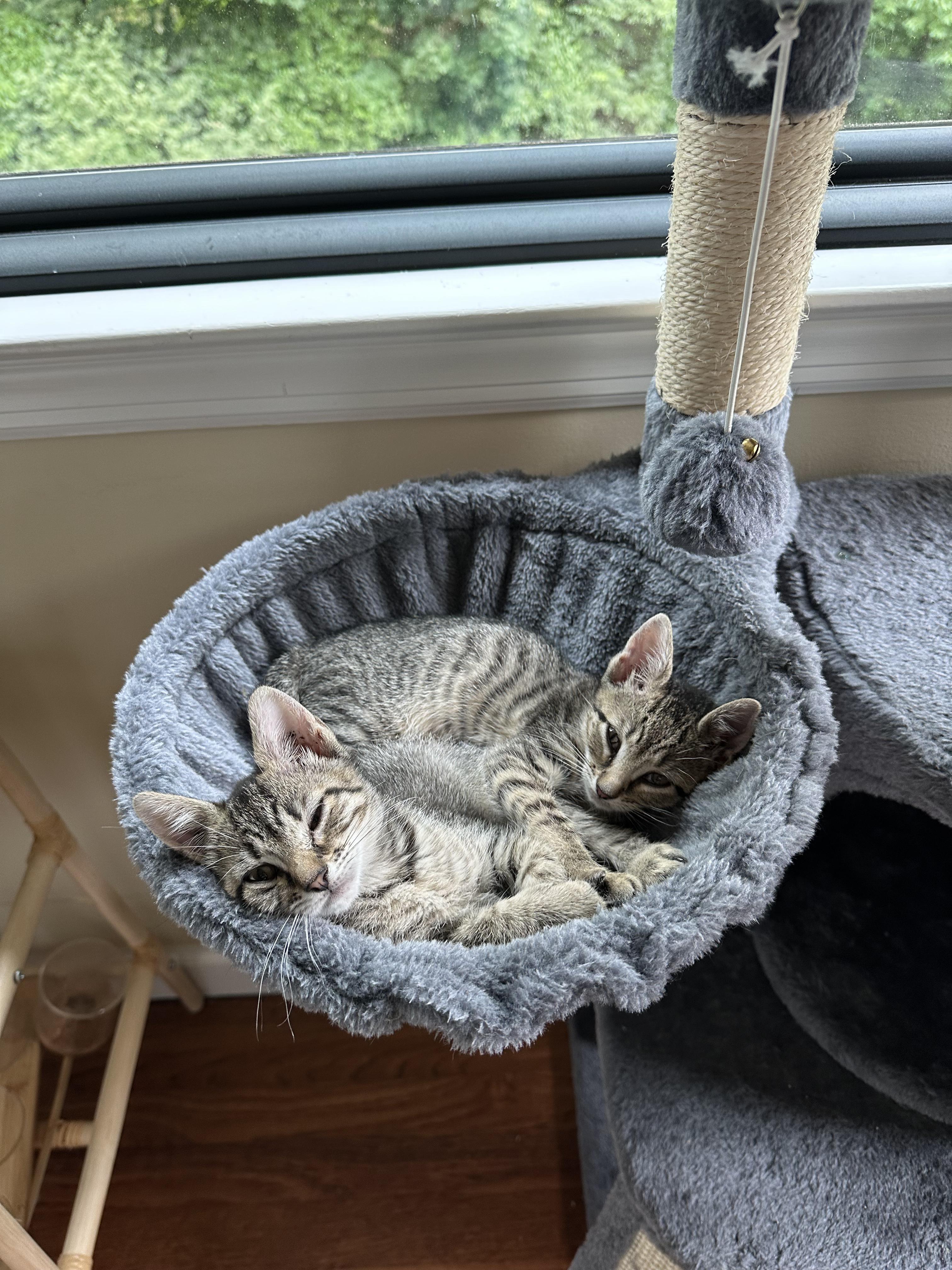 Enlarge Enoki and Porcini, an adopted Domestic Short Hair in Clark, NJ image 4/4
