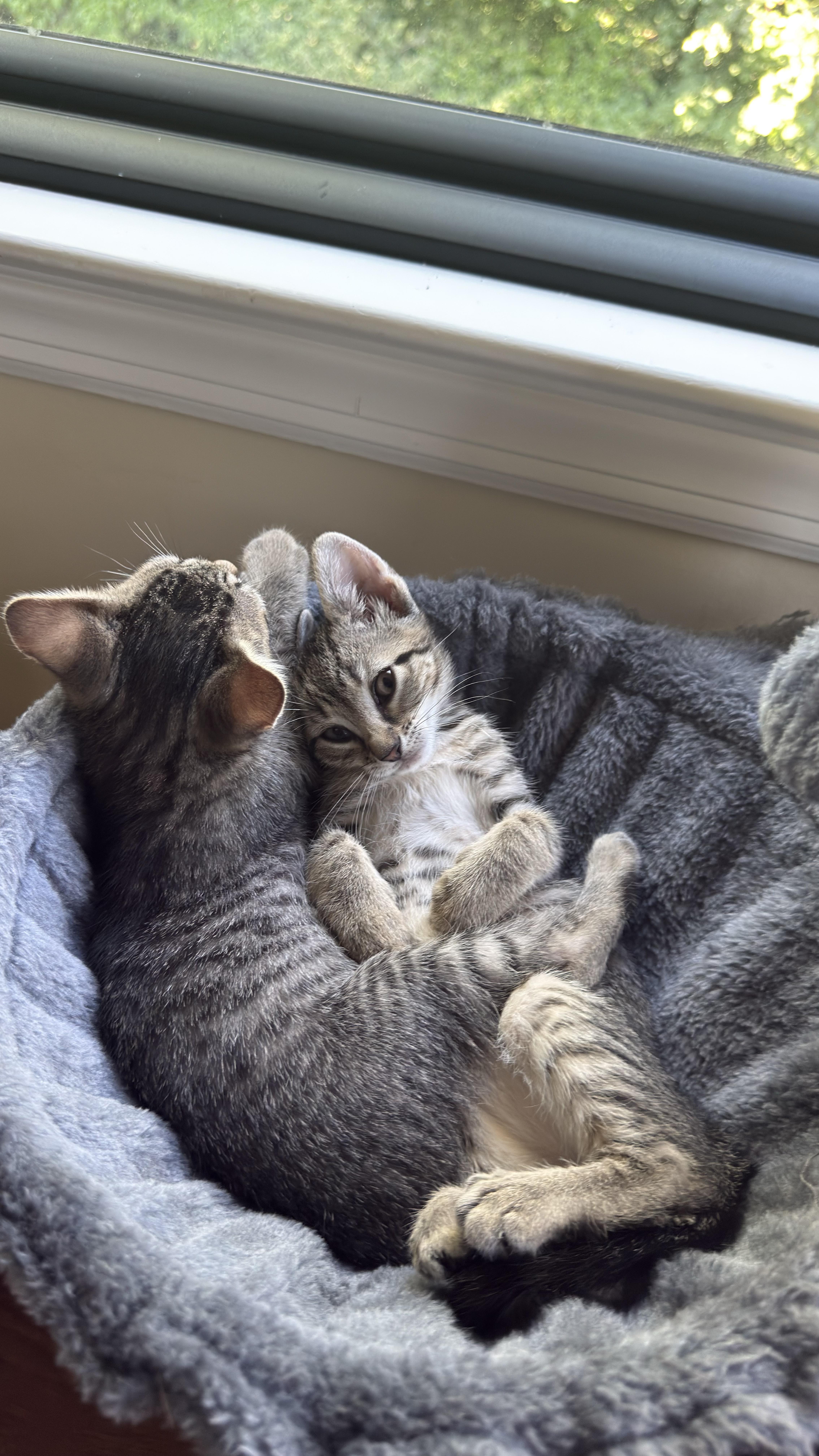 Enlarge Enoki and Porcini, an adopted Domestic Short Hair in Clark, NJ image 2/4