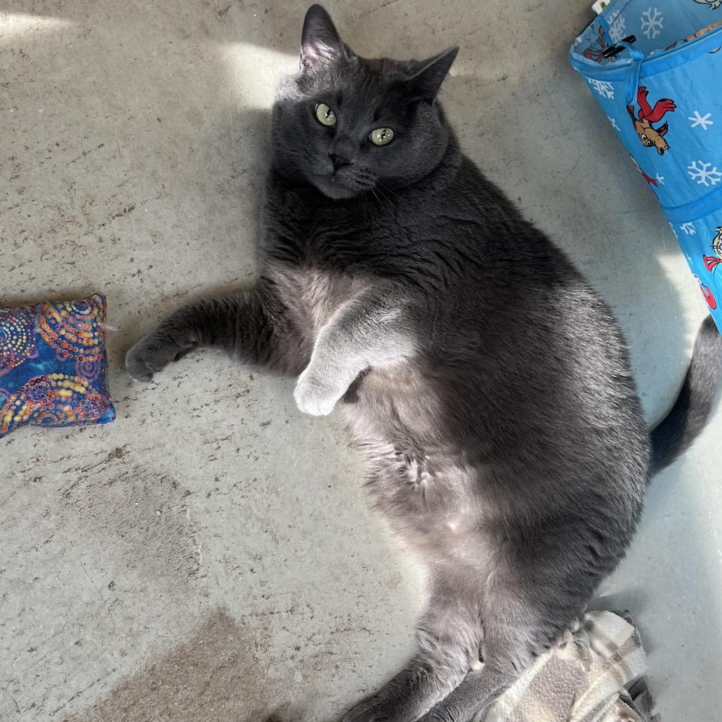 Enlarge Prince, a Adoptable Domestic Medium Hair in Delaware, OH image 1/6