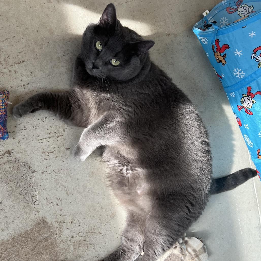 Enlarge Prince, a Adoptable Domestic Medium Hair in Delaware, OH image 2/6