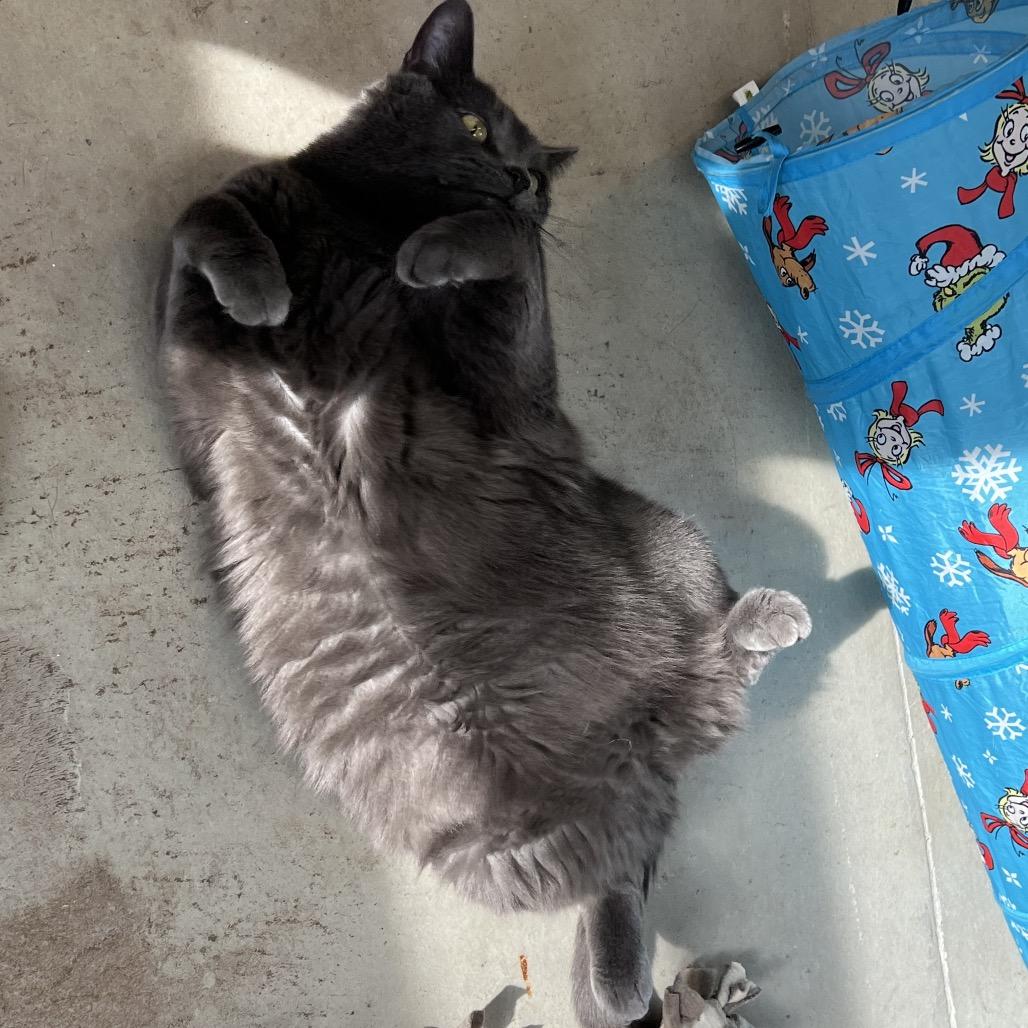 Enlarge Prince, a Adoptable Domestic Medium Hair in Delaware, OH image 3/6