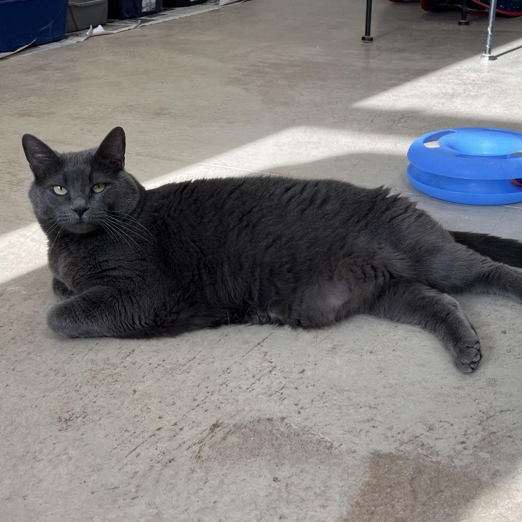 Enlarge Prince, a Adoptable Domestic Medium Hair in Delaware, OH image 4/6