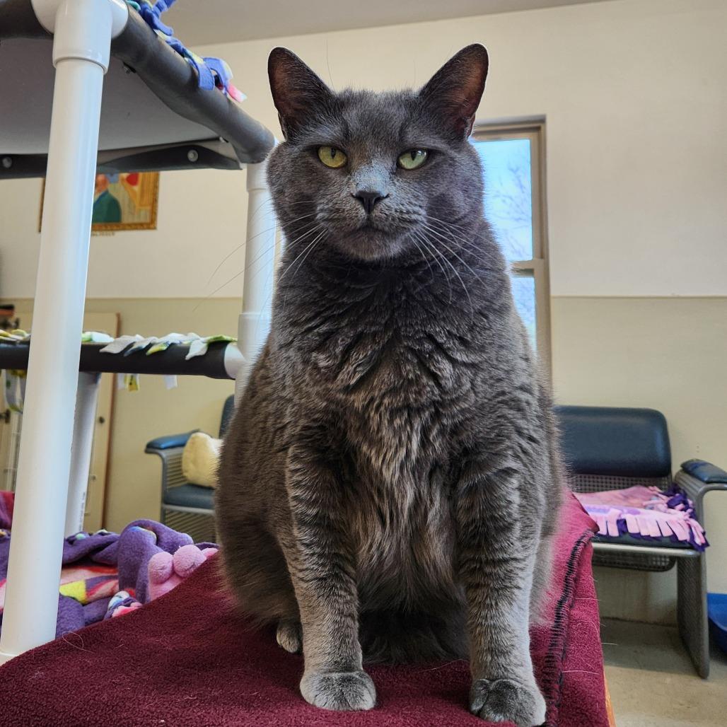 Enlarge Prince, a Adoptable Domestic Medium Hair in Delaware, OH image 5/6