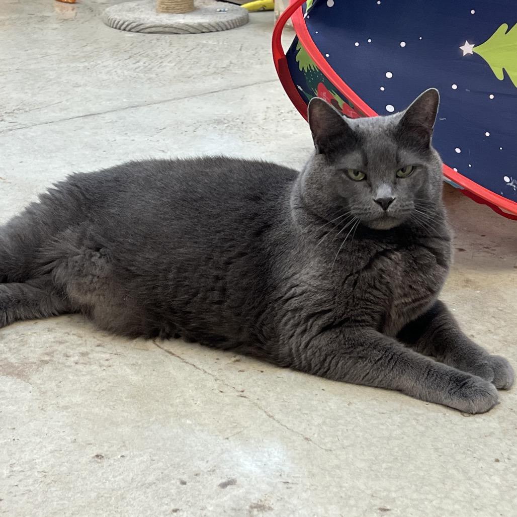 Enlarge Prince, a Adoptable Domestic Medium Hair in Delaware, OH image 6/6