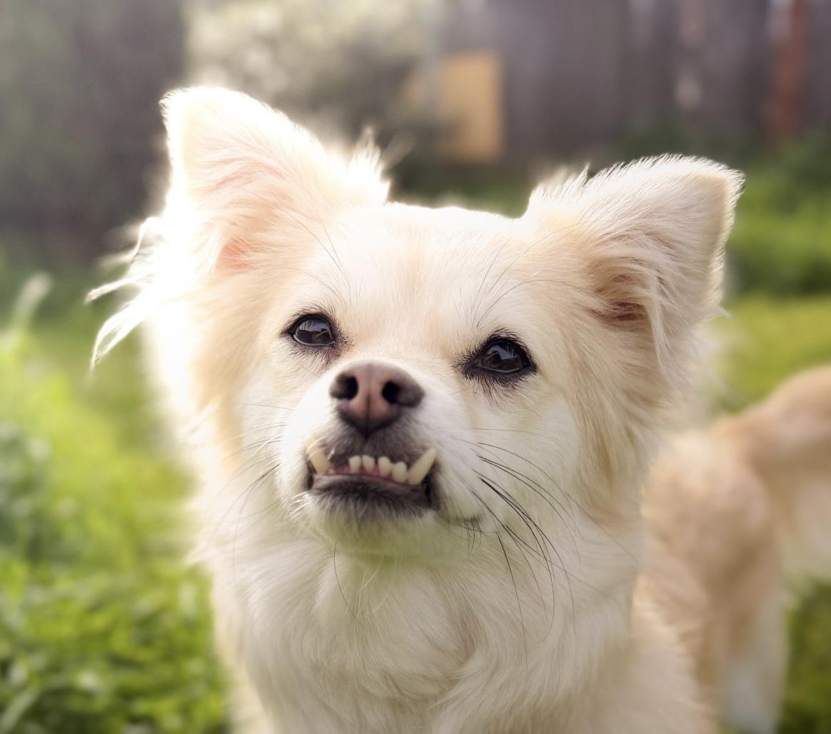 Enlarge Nanda, a ADOPTABLE mixed breed in Sacramento, CA image 1/1