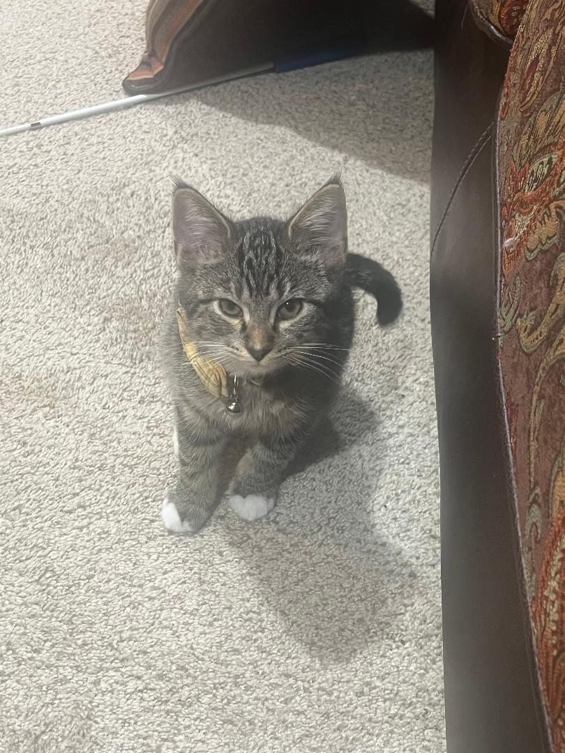 Enlarge Weaver, an adopted Domestic Short Hair in Mokena, IL image 1/1