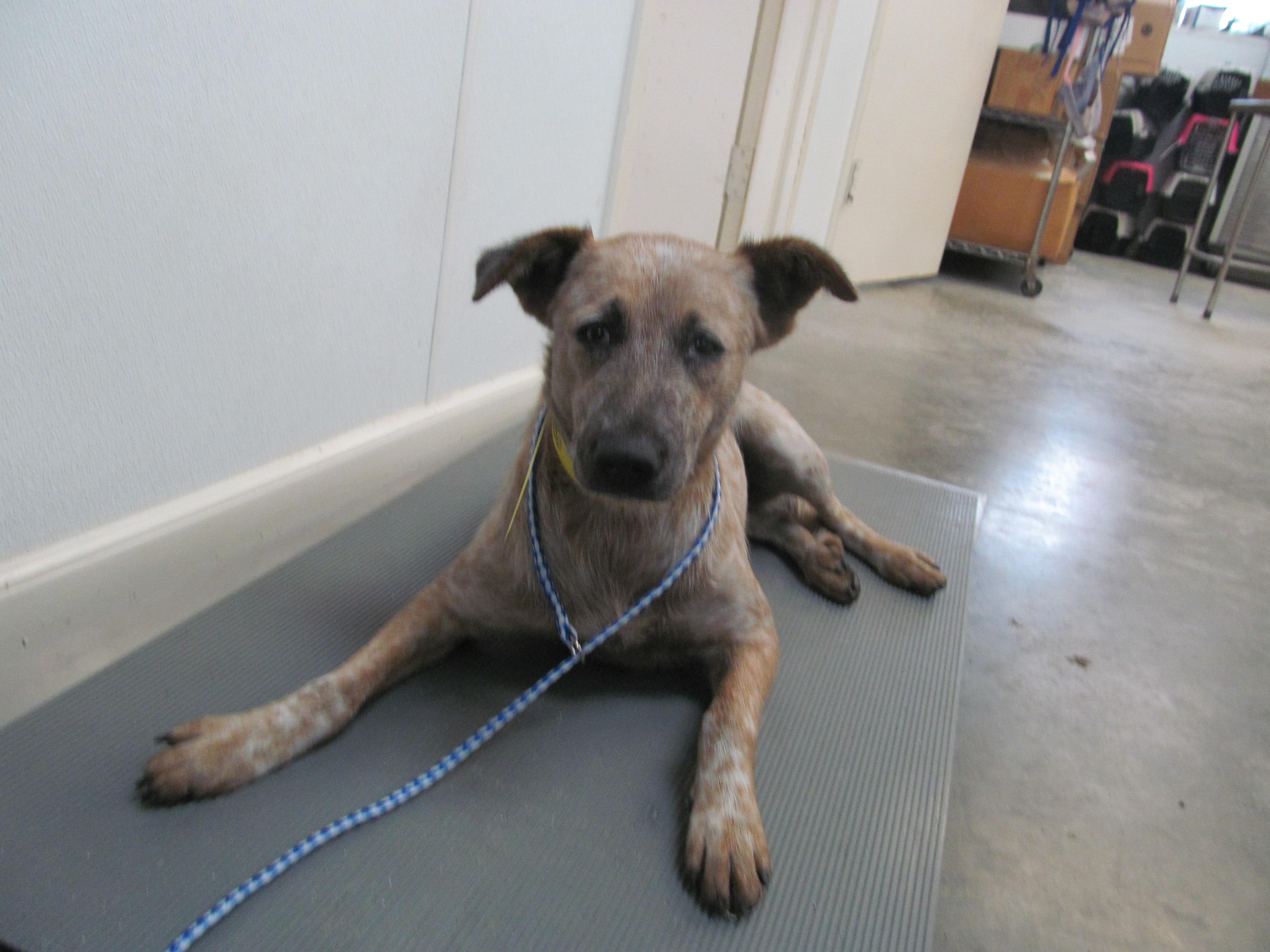 Enlarge Lissy, a Adoptable mixed breed in Corpus Christi, TX image 1/1