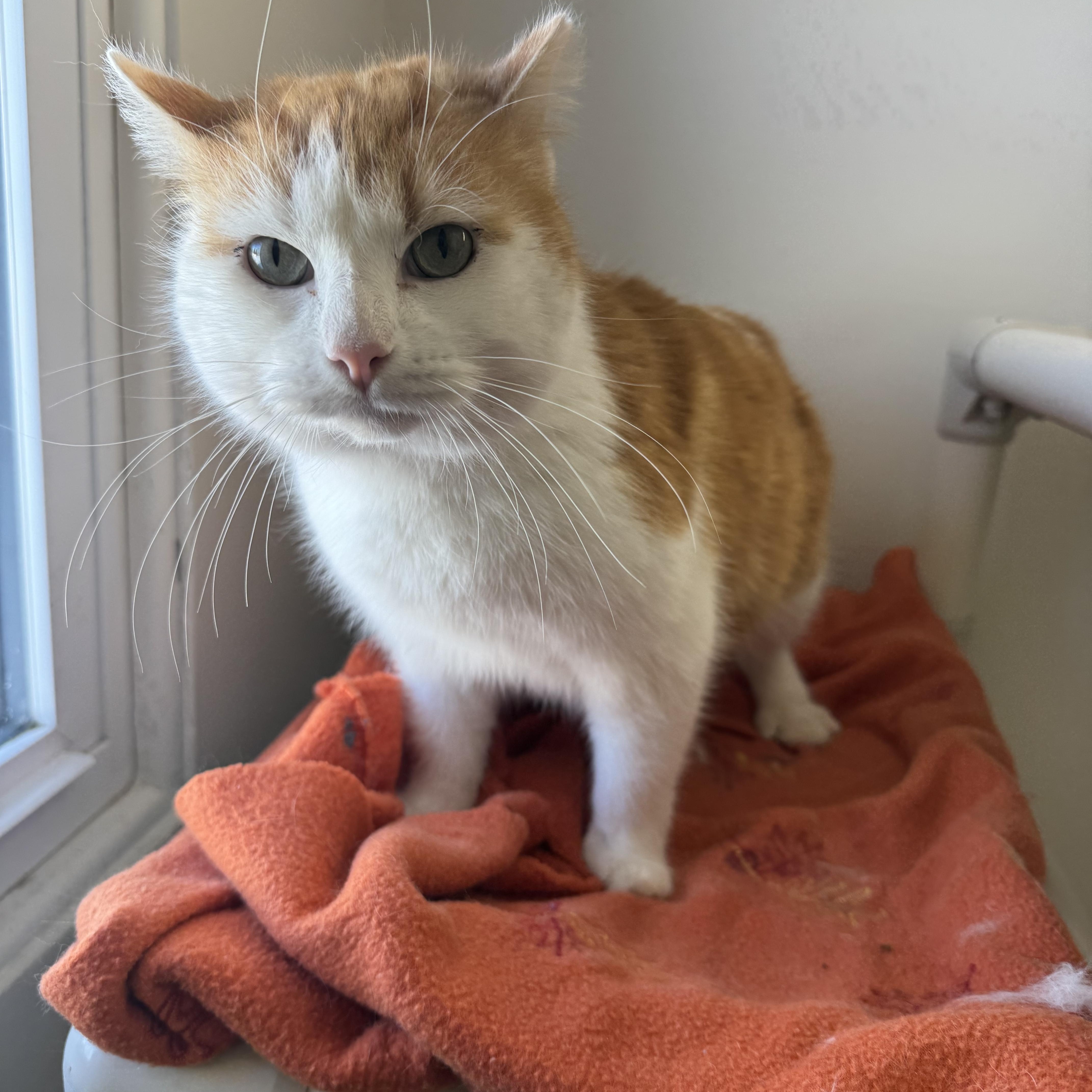 David, ADOPTABLE, Adult Male Domestic Short Hair.