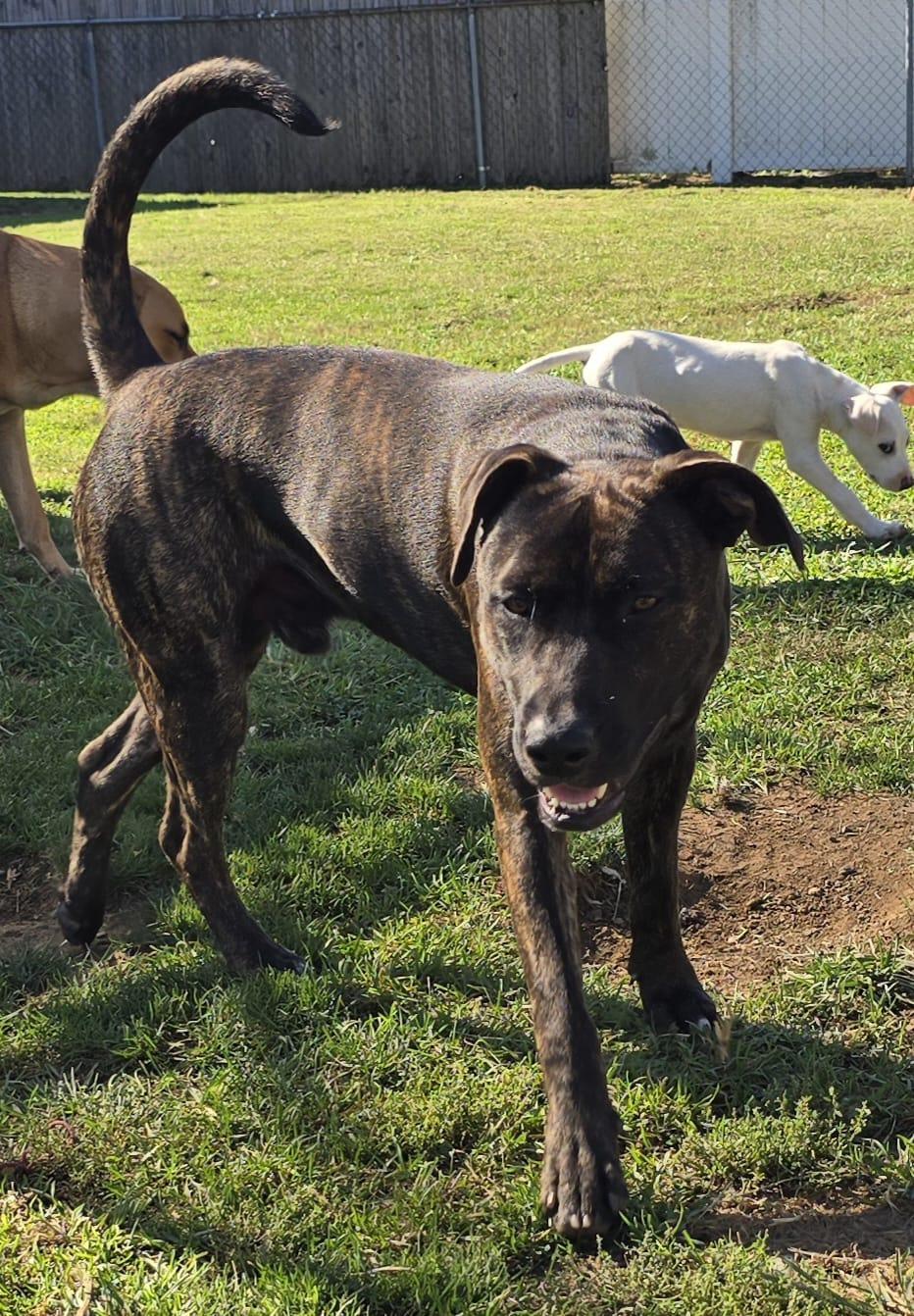 Virgo, Adoptable, Puppy Male Australian Cattle Dog / Blue Heeler & Boxer.