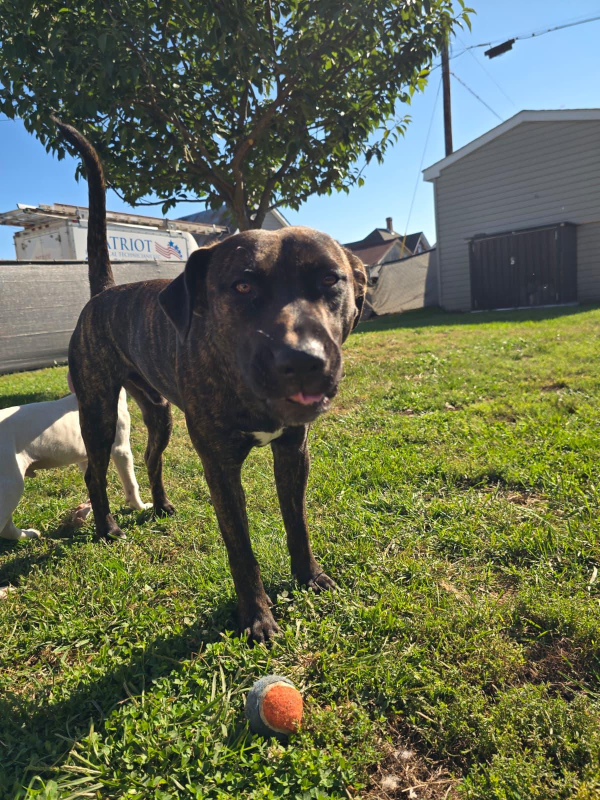 Enlarge Virgo, a Adoptable mixed breed in Chambersburg, PA image 4/6