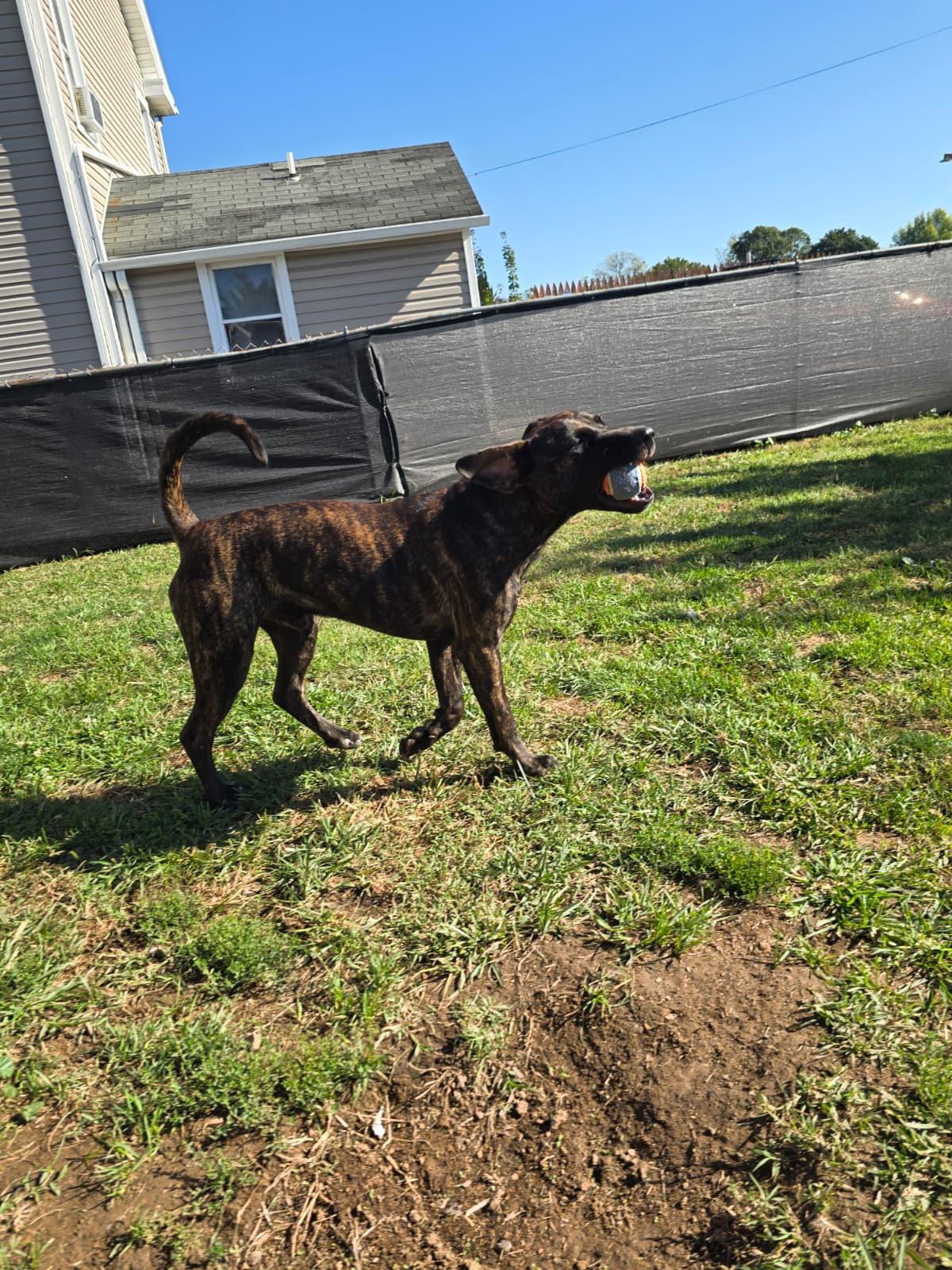 Enlarge Virgo, a Adoptable mixed breed in Chambersburg, PA image 2/6