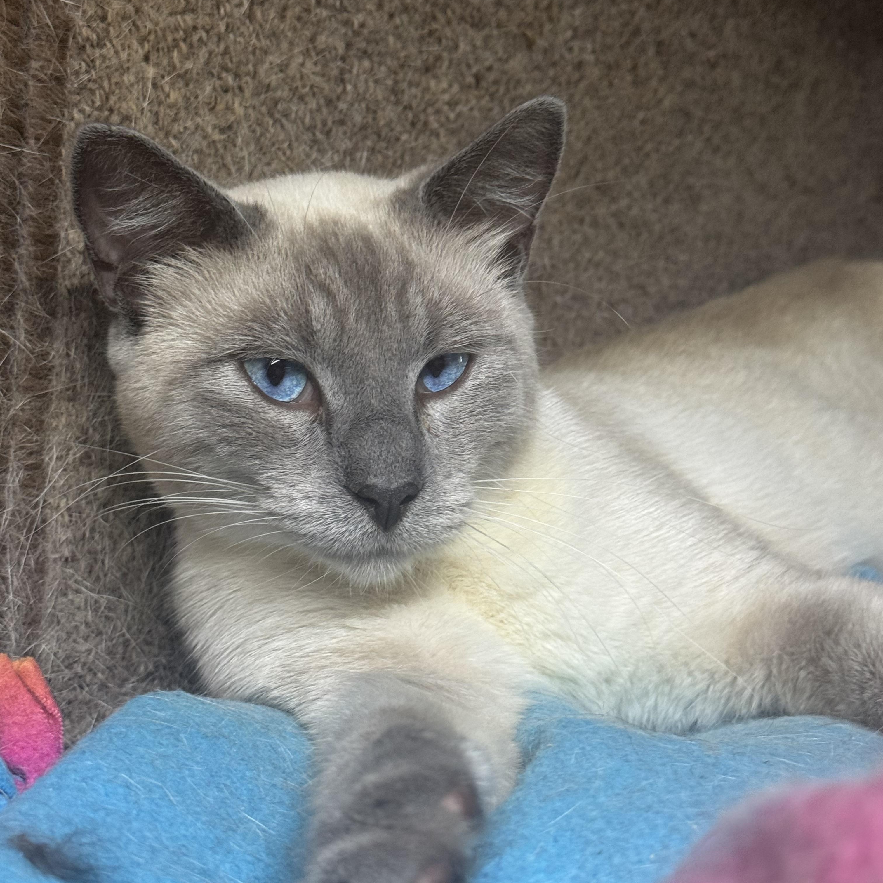 Hollywood 4598, adopted, Adult Male Siamese.