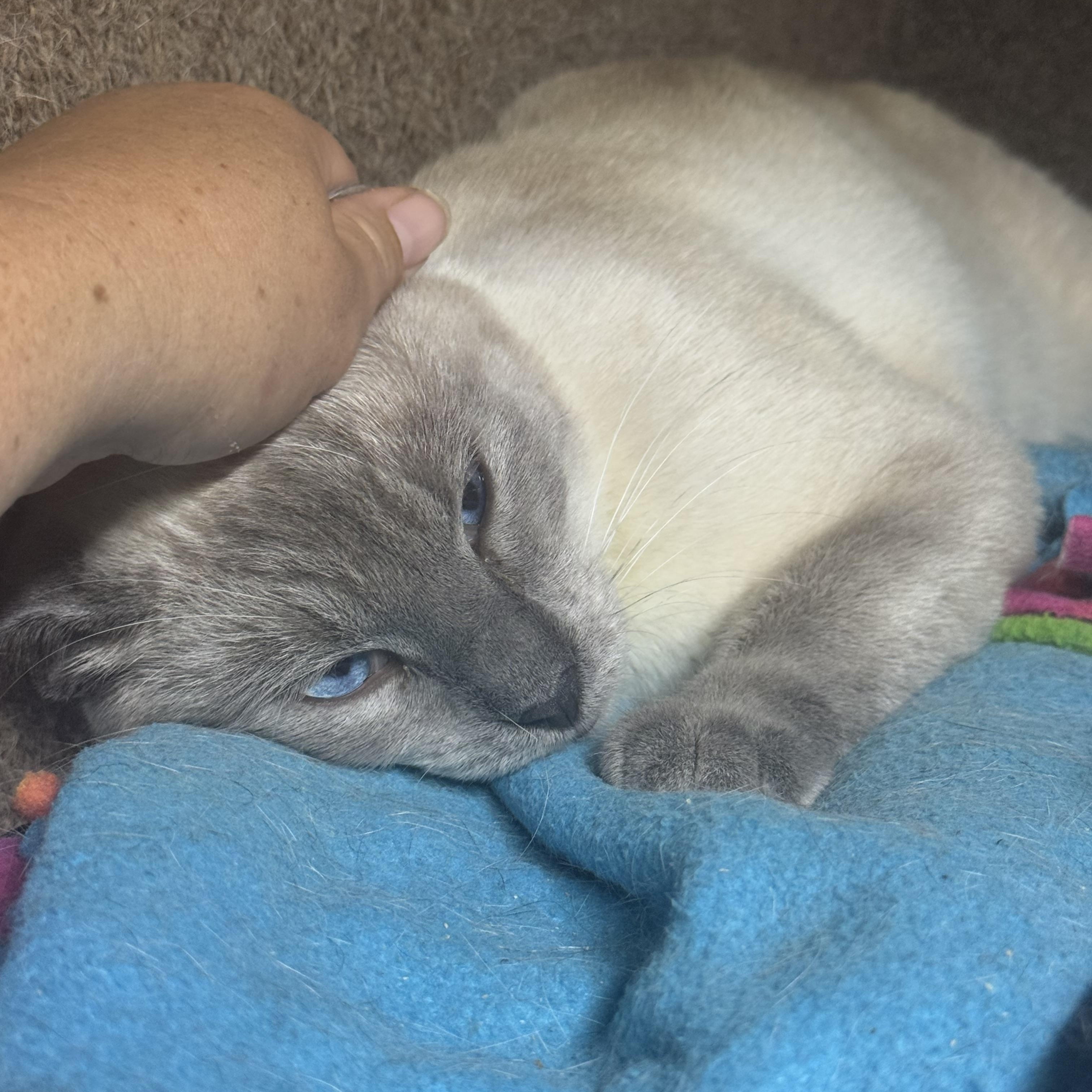 Hollywood 4598, an adopted Siamese in Lees Summit, MO image 3/3