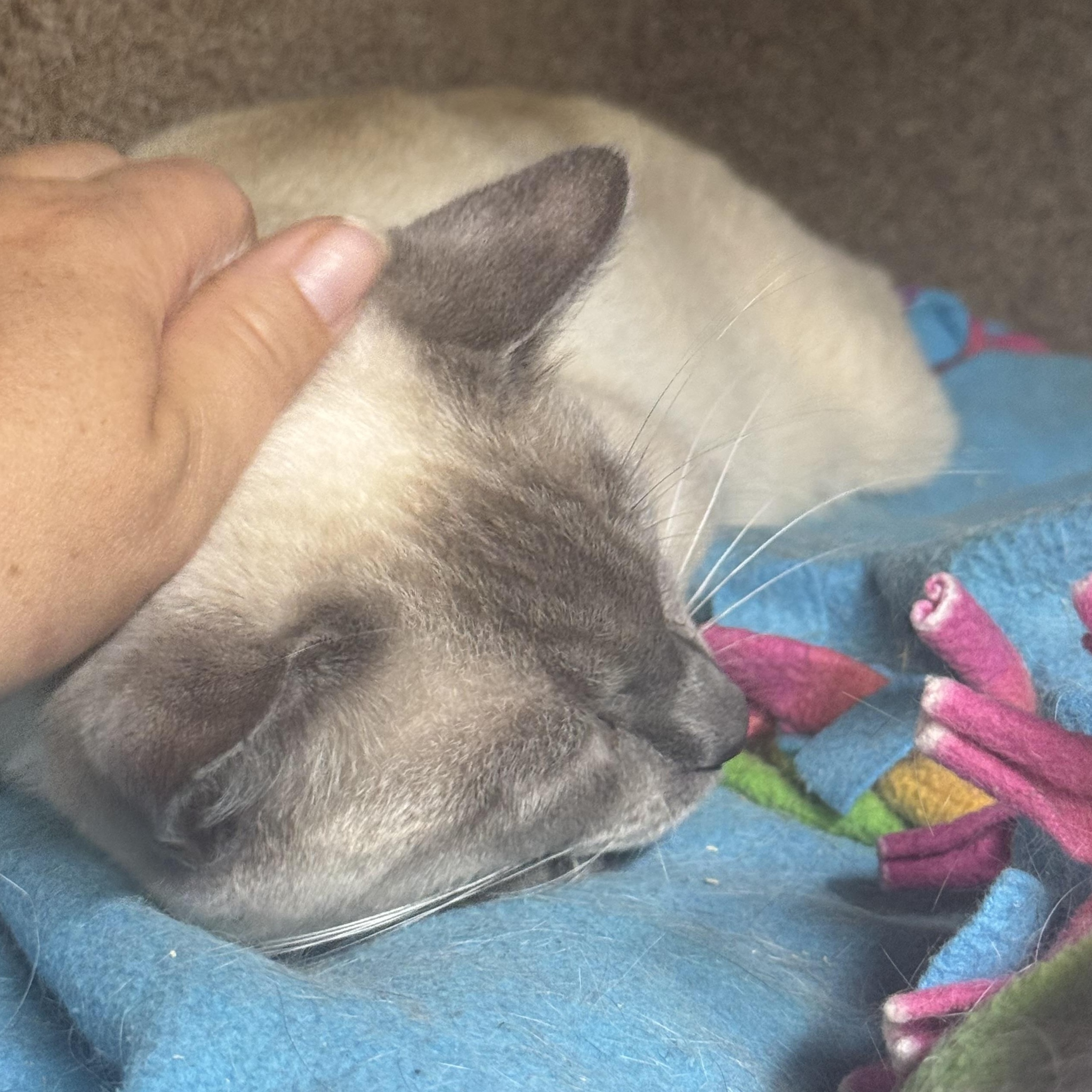 Hollywood 4598, an adopted Siamese in Lees Summit, MO image 2/3