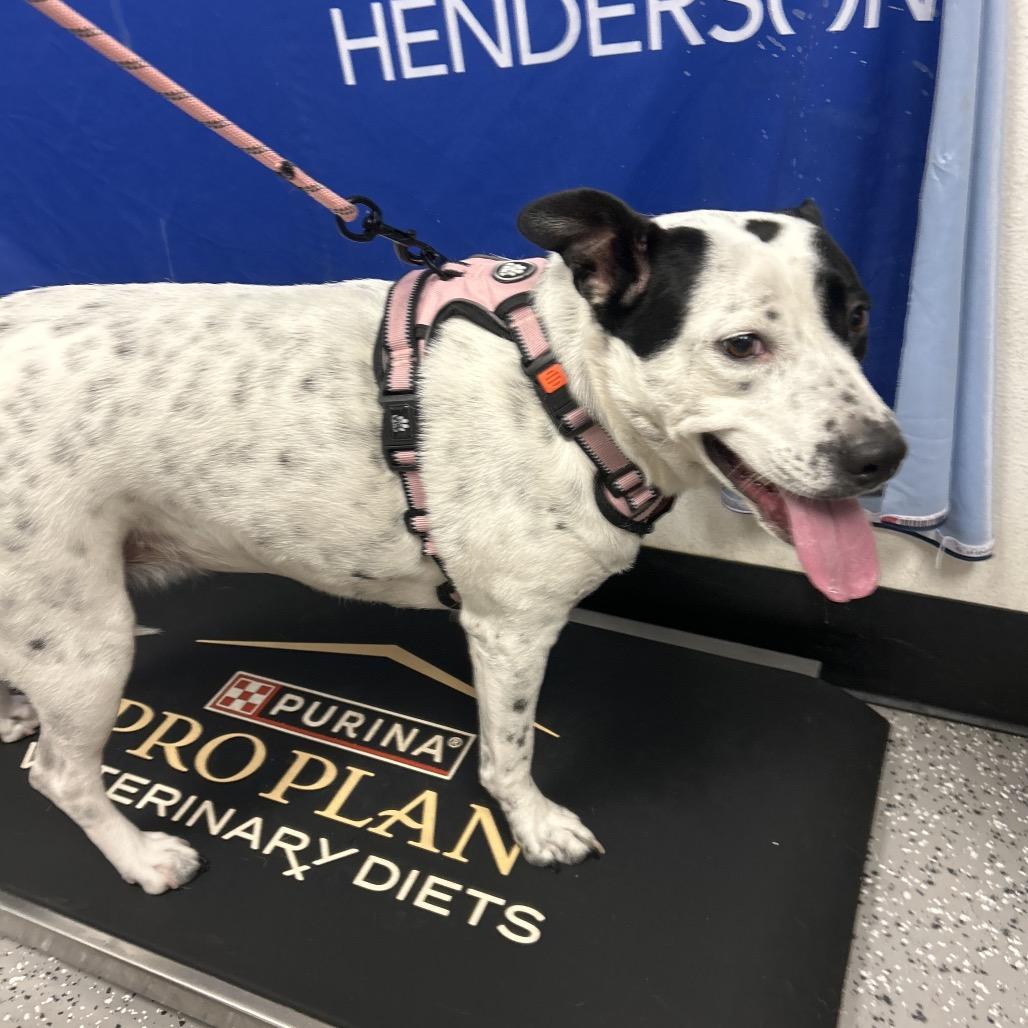 Maggie, Adoptable, Adult Female Cattle Dog.