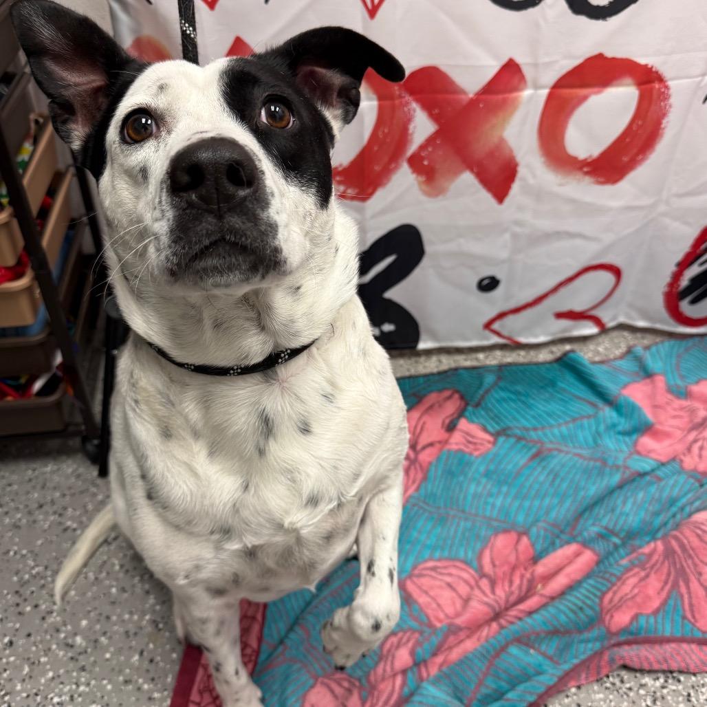 Enlarge Maggie, a Adoptable Cattle Dog in Henderson, NV image 2/2
