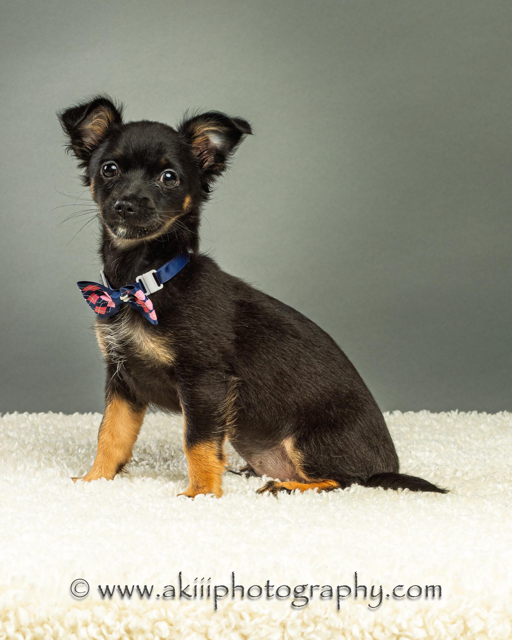 Enlarge Louie - Puppy - Coming Late August, a ADOPTABLE Chihuahua in Plano, TX image 4/6