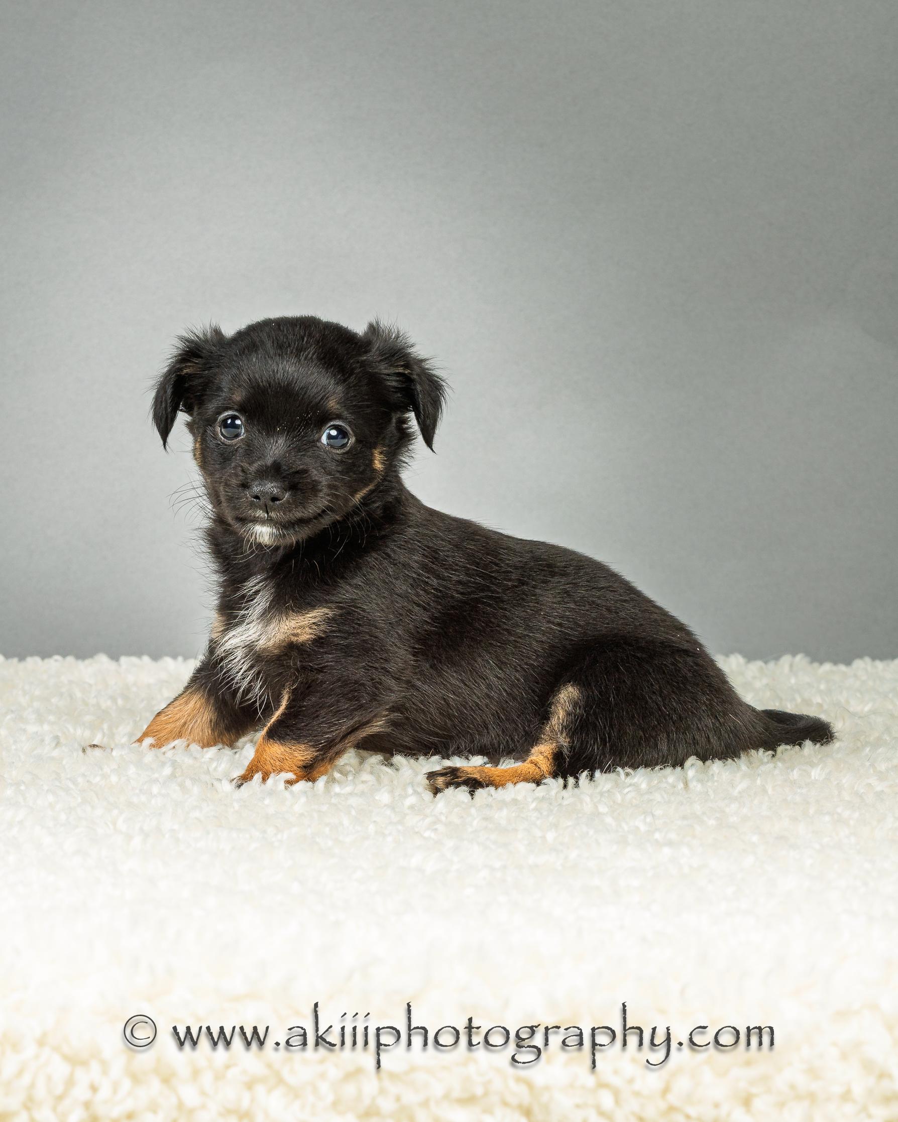 Louie - Puppy - Coming Late August, ADOPTABLE, Puppy Male Chihuahua.