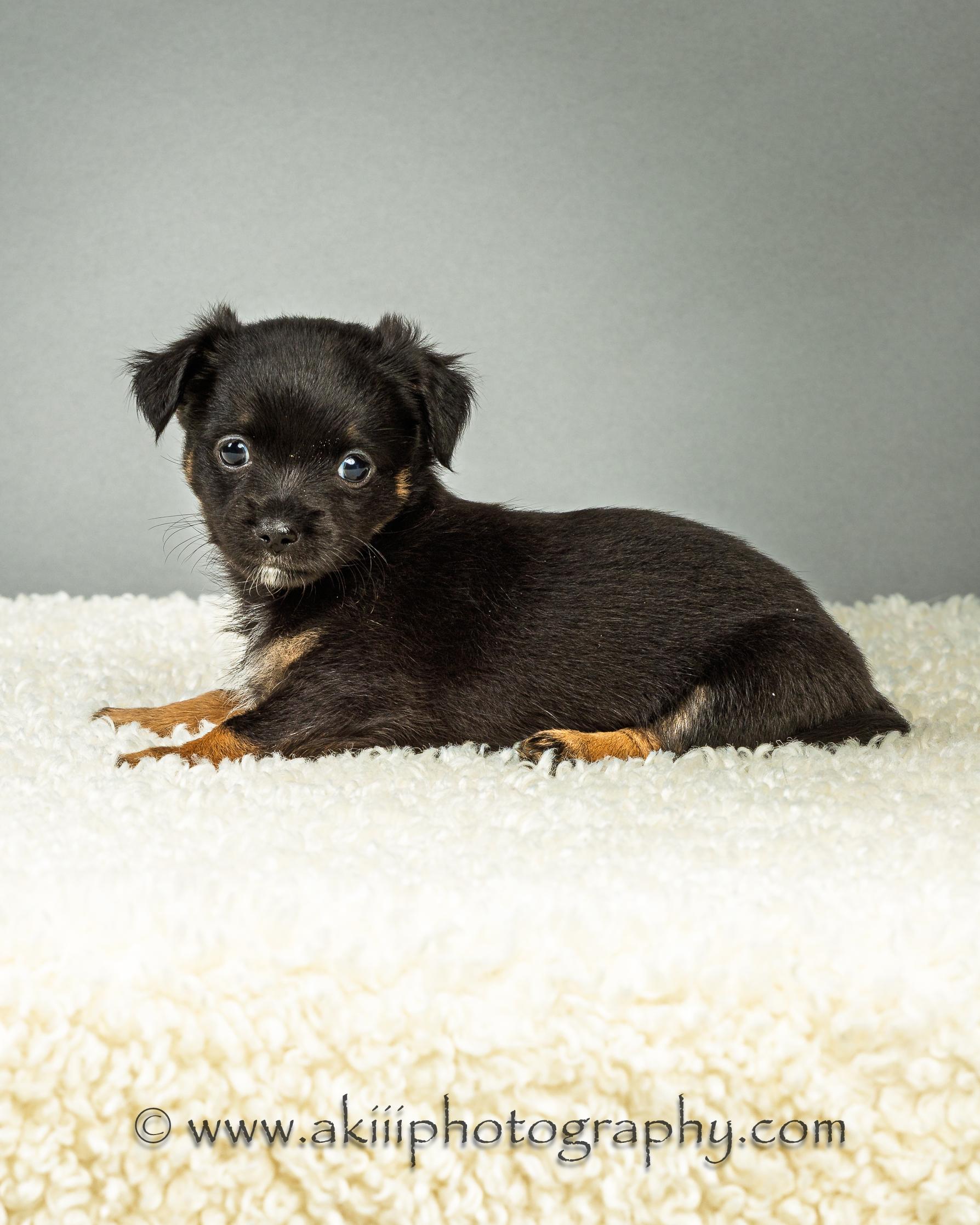 Louie - Puppy - Coming Late August, a ADOPTABLE Chihuahua in Plano, TX image 4/6