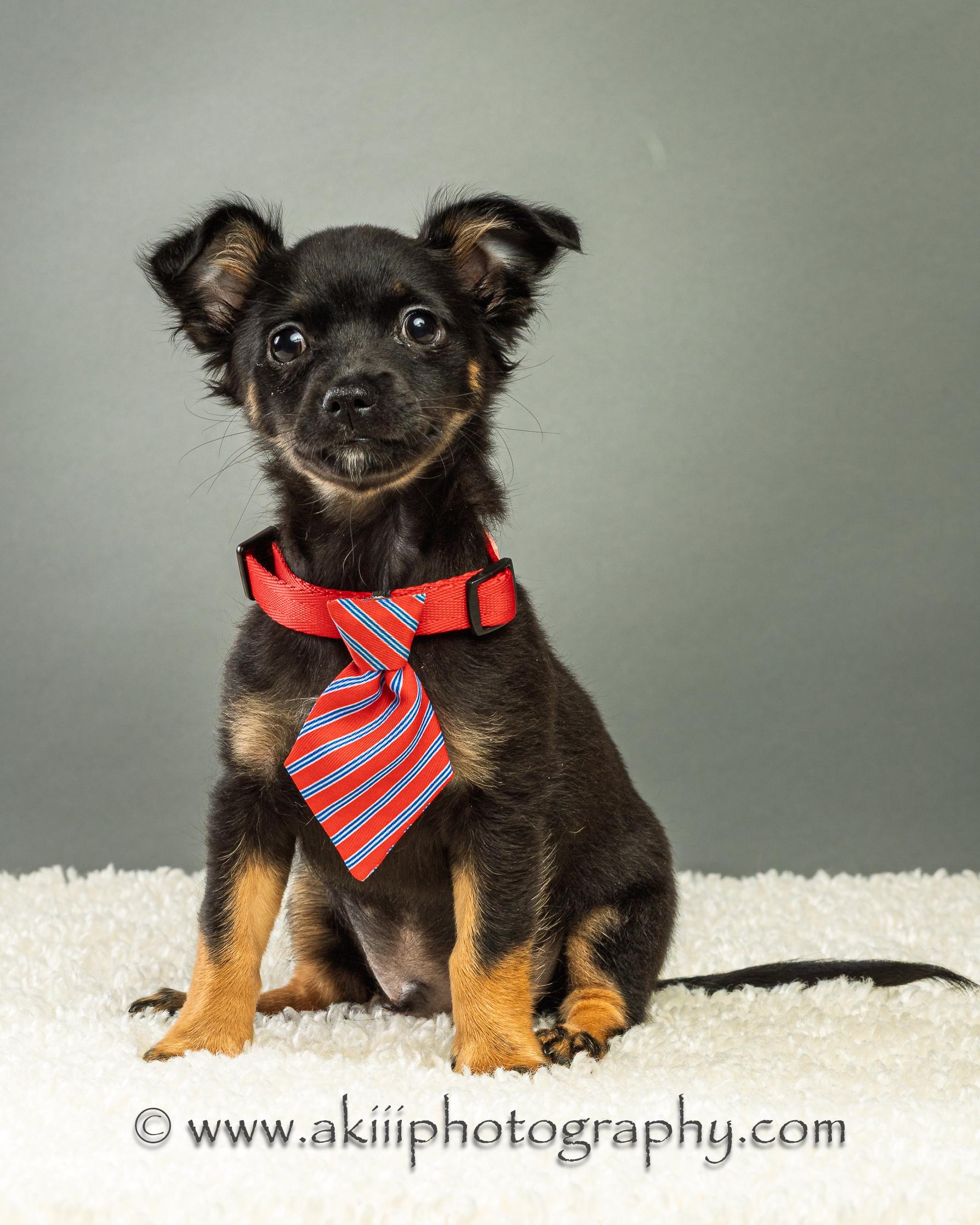 Enlarge Louie - Puppy - Coming Late August, a ADOPTABLE Chihuahua in Plano, TX image 5/6