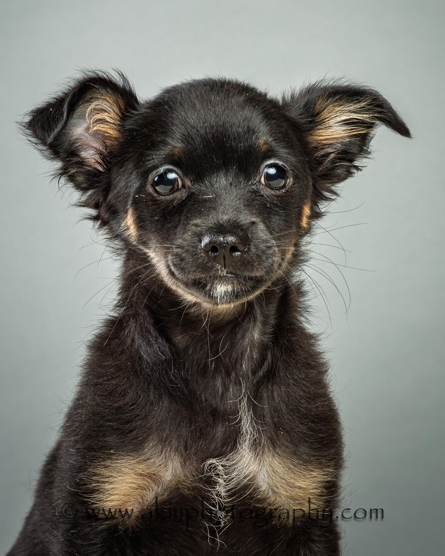 Enlarge Louie - Puppy - Coming Late August, a ADOPTABLE Chihuahua in Plano, TX image 2/6