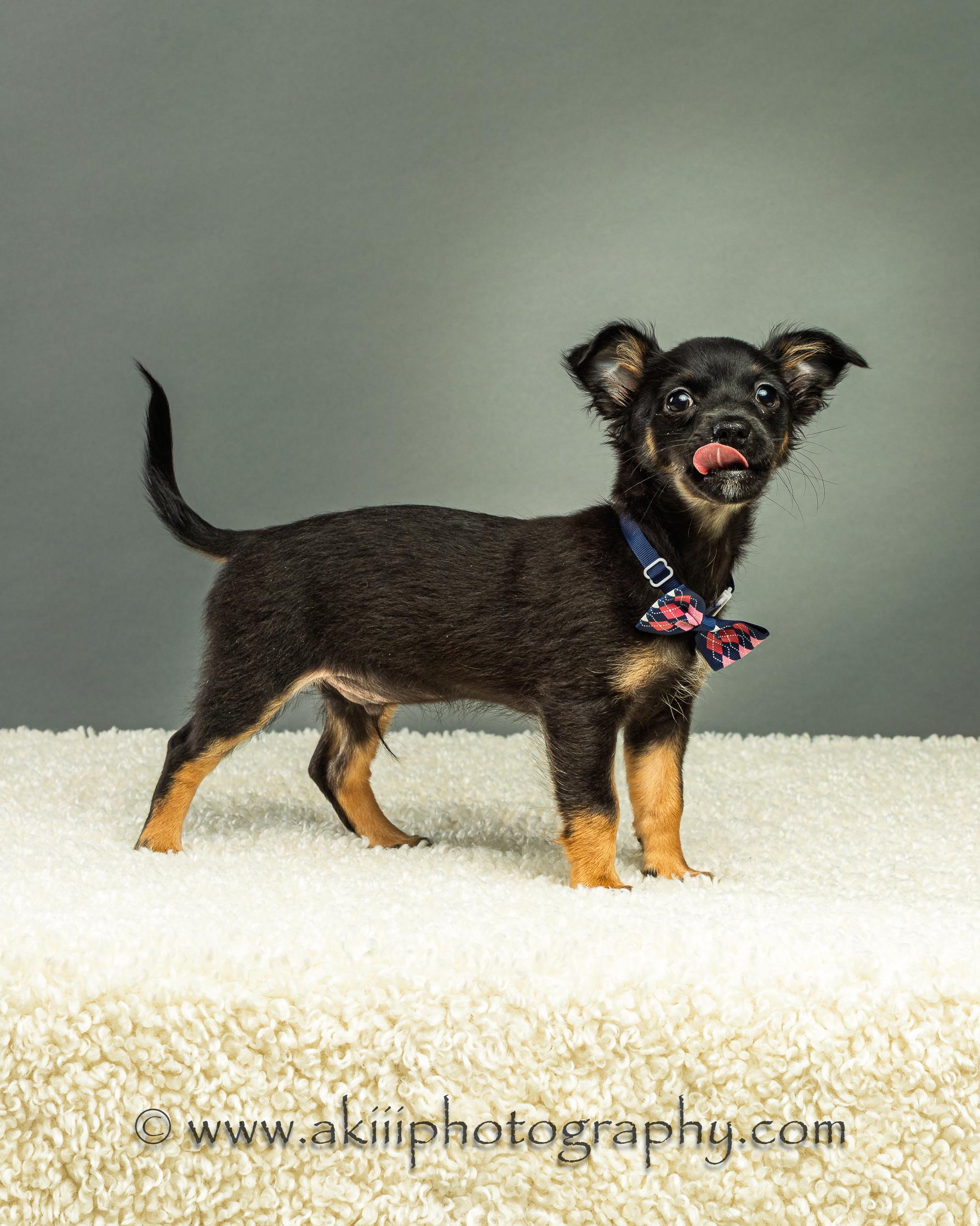 Enlarge Louie - Puppy - Coming Late August, a ADOPTABLE Chihuahua in Plano, TX image 6/6